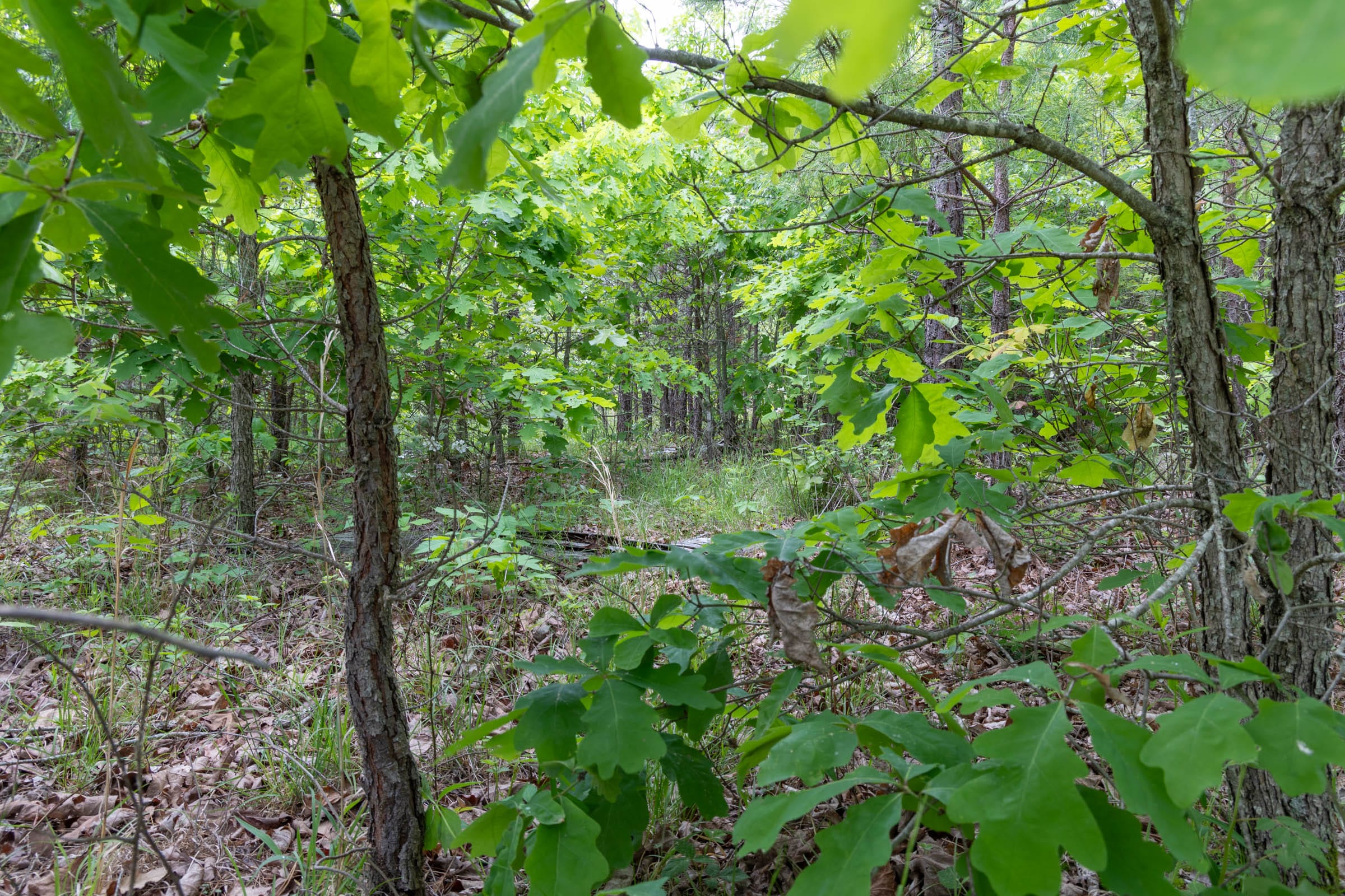Sleepy Hollow Phase II Tract 97 photo 5