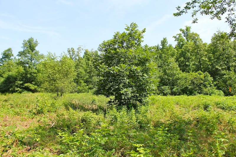 Green Mountain Ranch Tract 23 photo 3