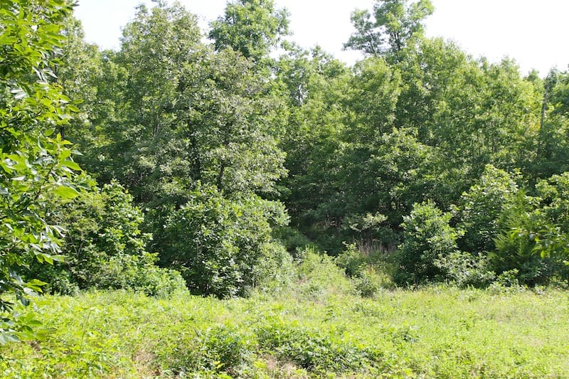 Green Mountain Ranch Tract 23 photo 4