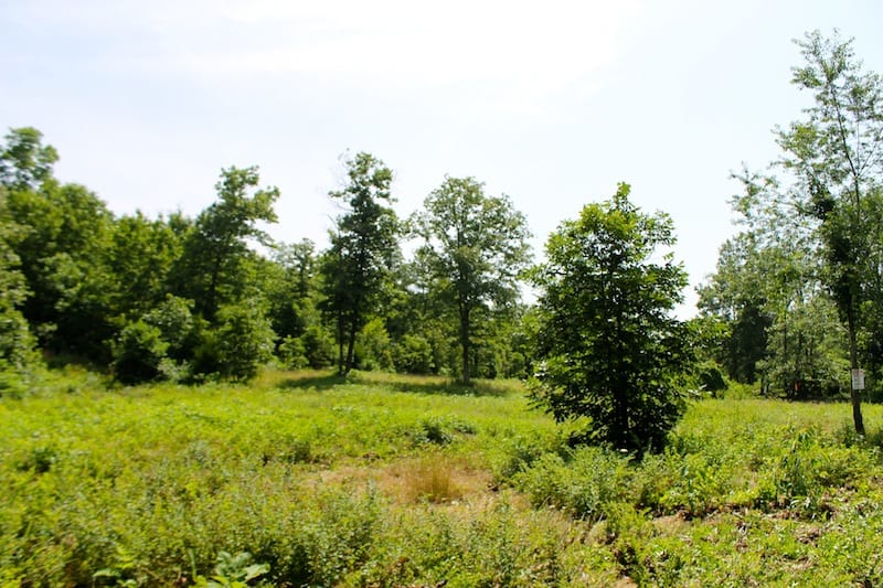Green Mountain Ranch Tract 23 photo 5