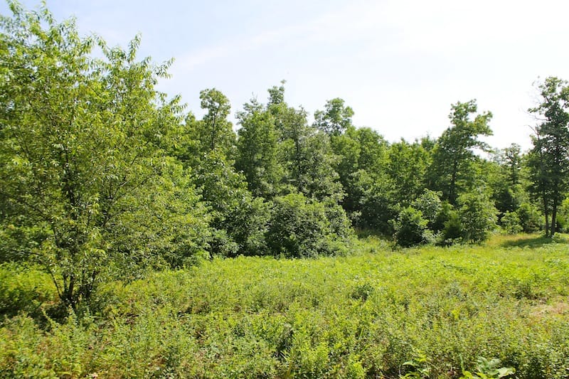 Green Mountain Ranch Tract 23 photo 6