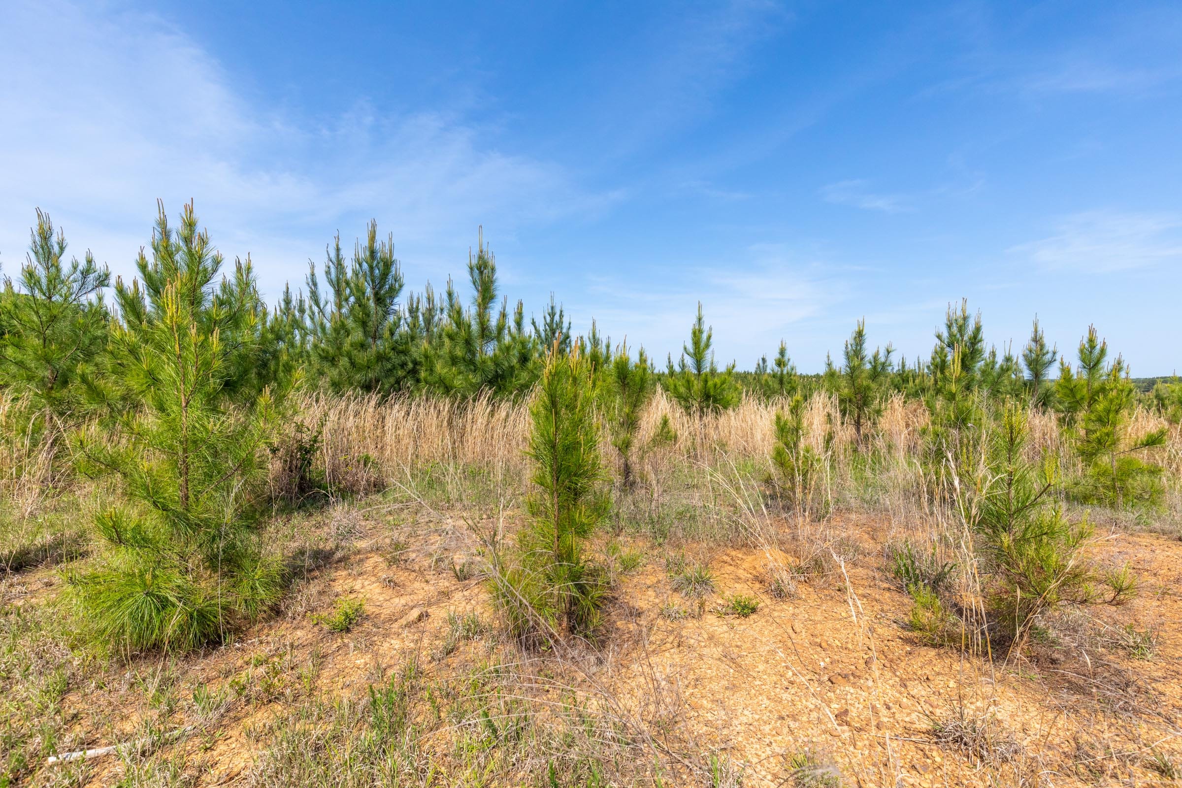 Clear Wood Tract 66 photo 7