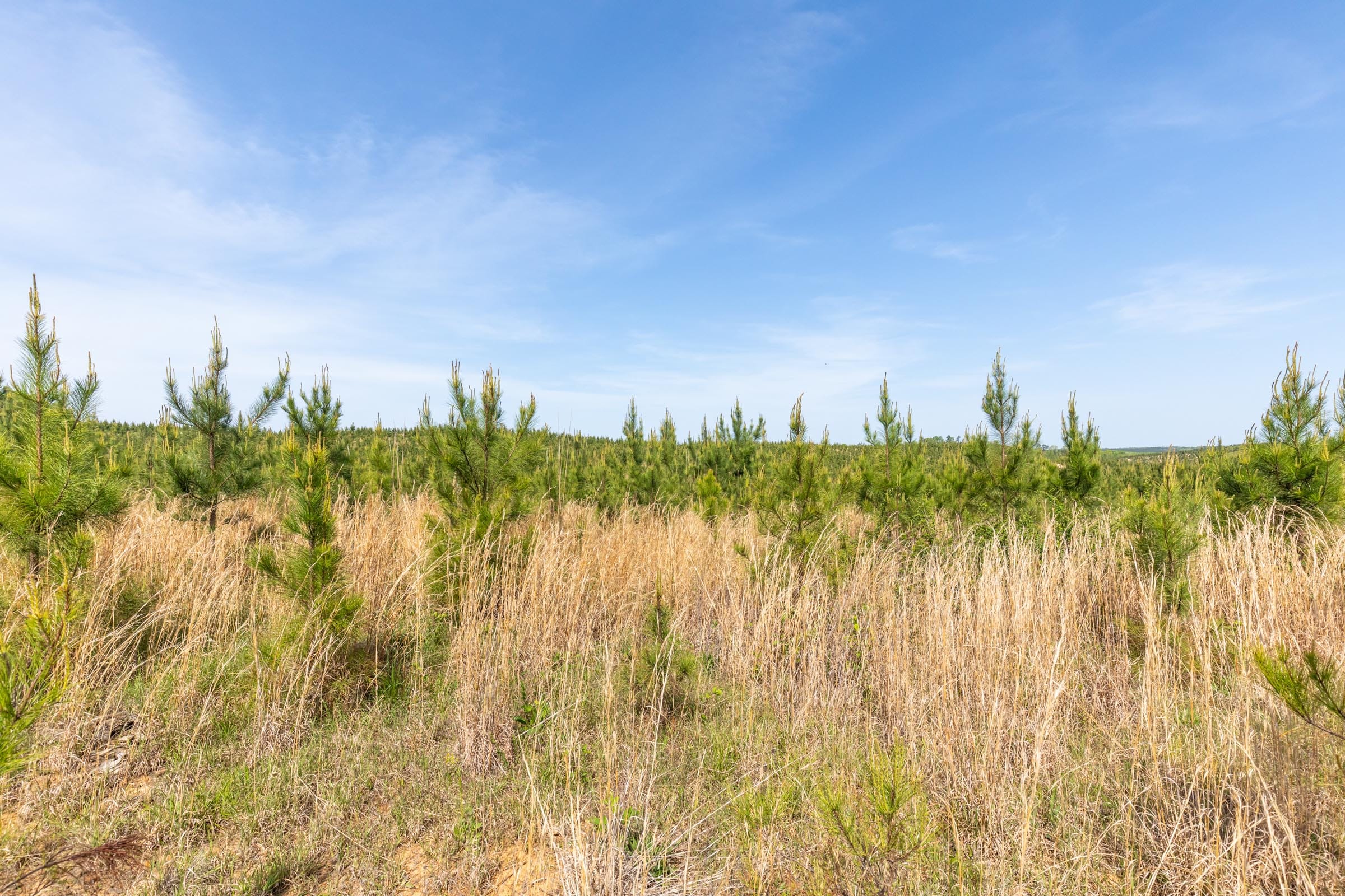 Clear Wood Tract 66 photo 8