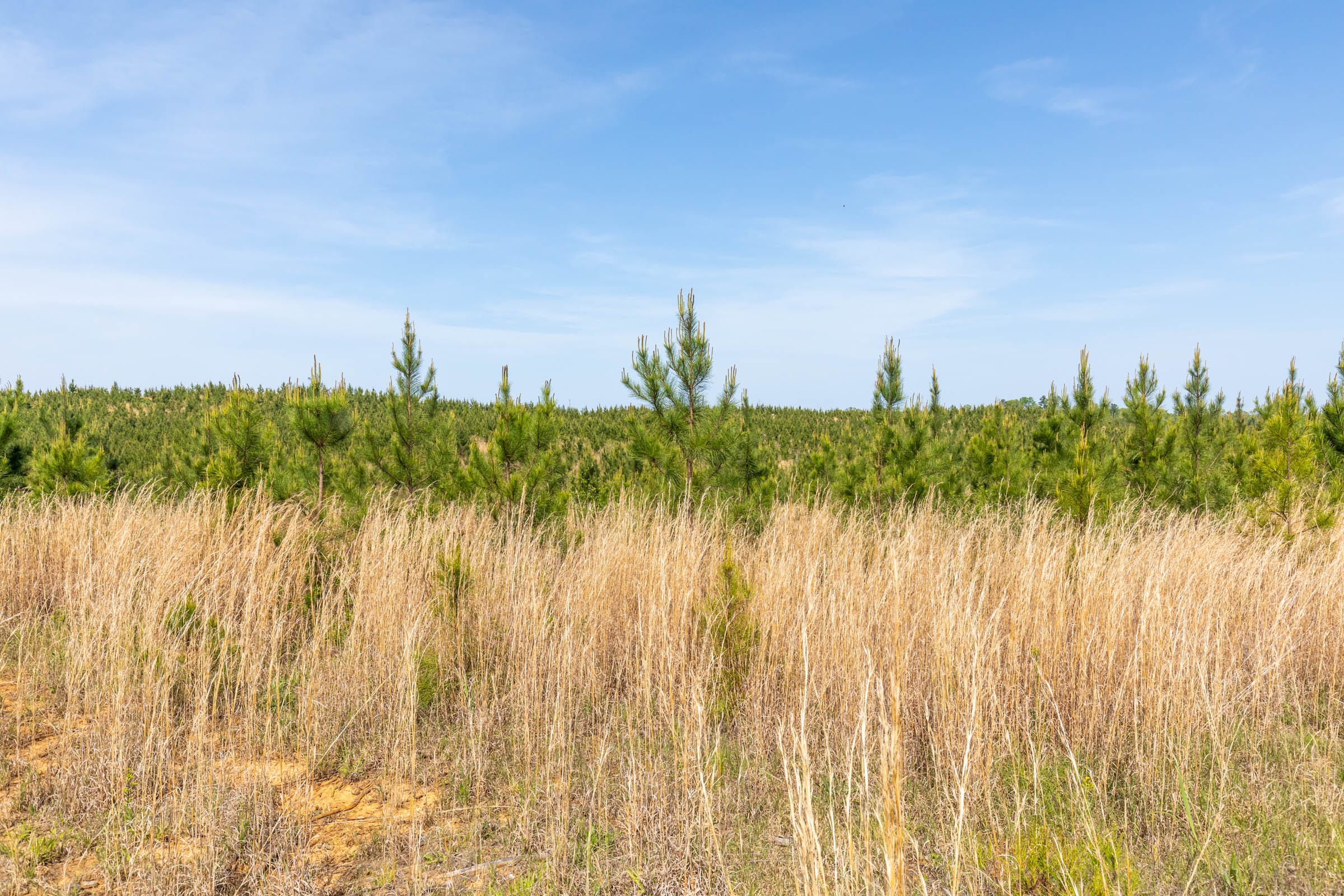Clear Wood Tract 66 photo 9