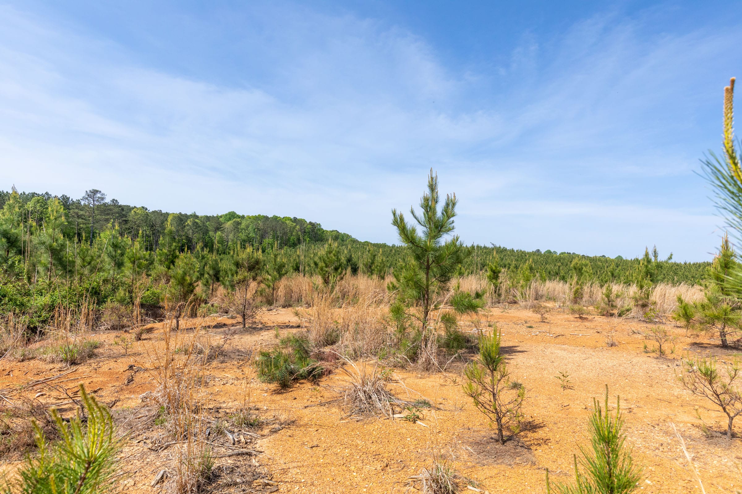 Clear Wood Tract 66 photo 10