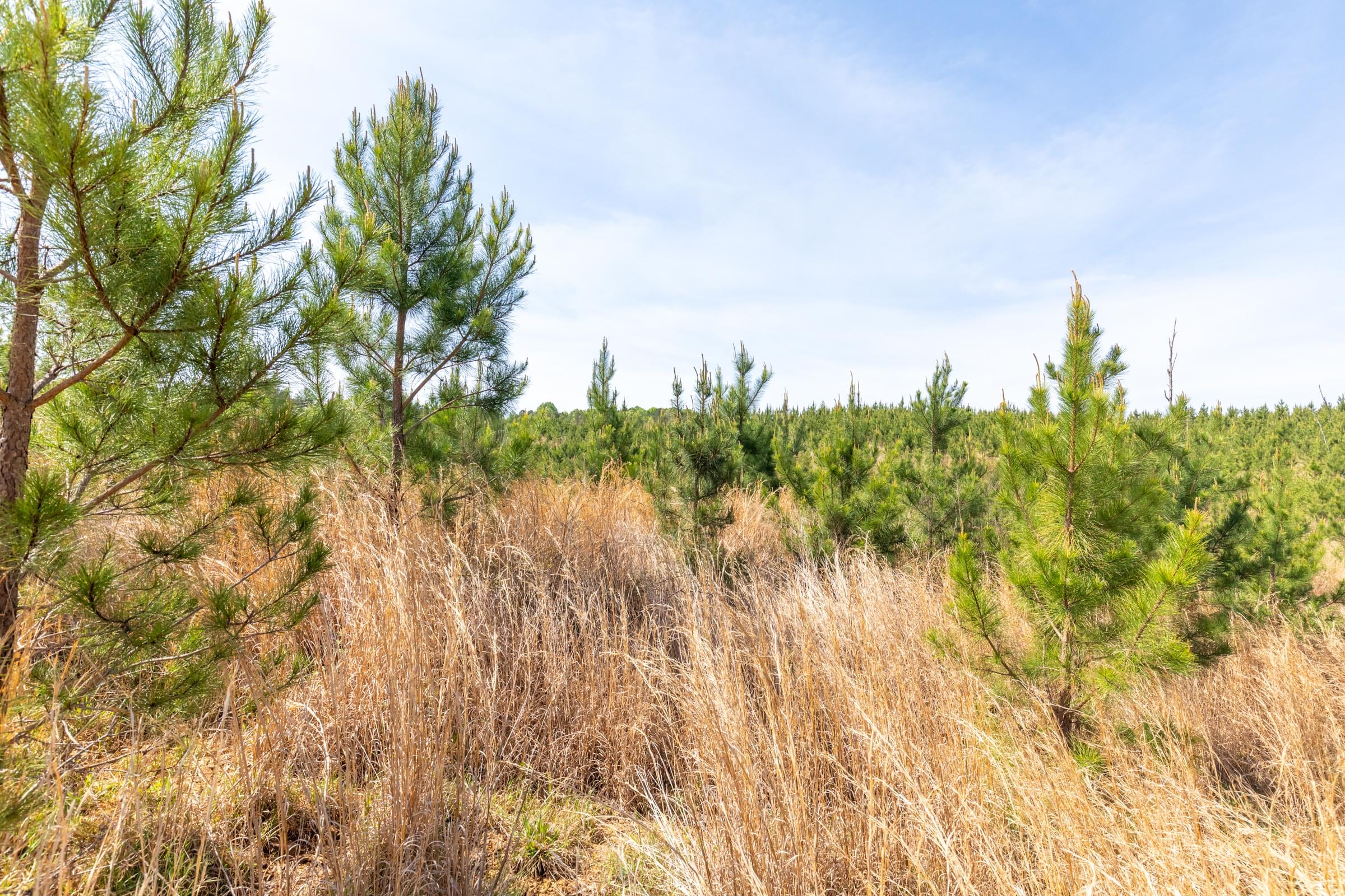 Clear Wood Tract 66 photo 12