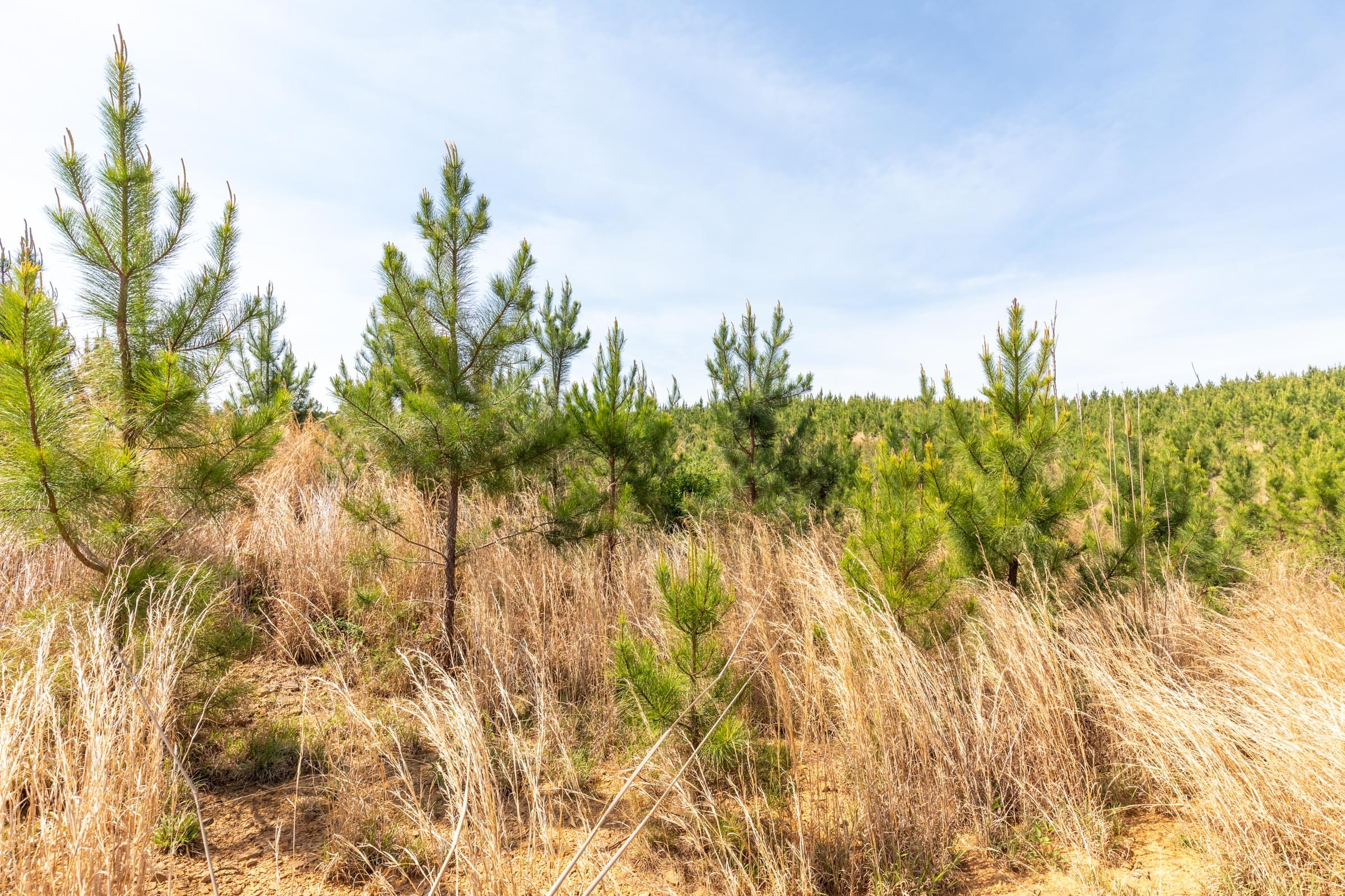 Clear Wood Tract 66 photo 14