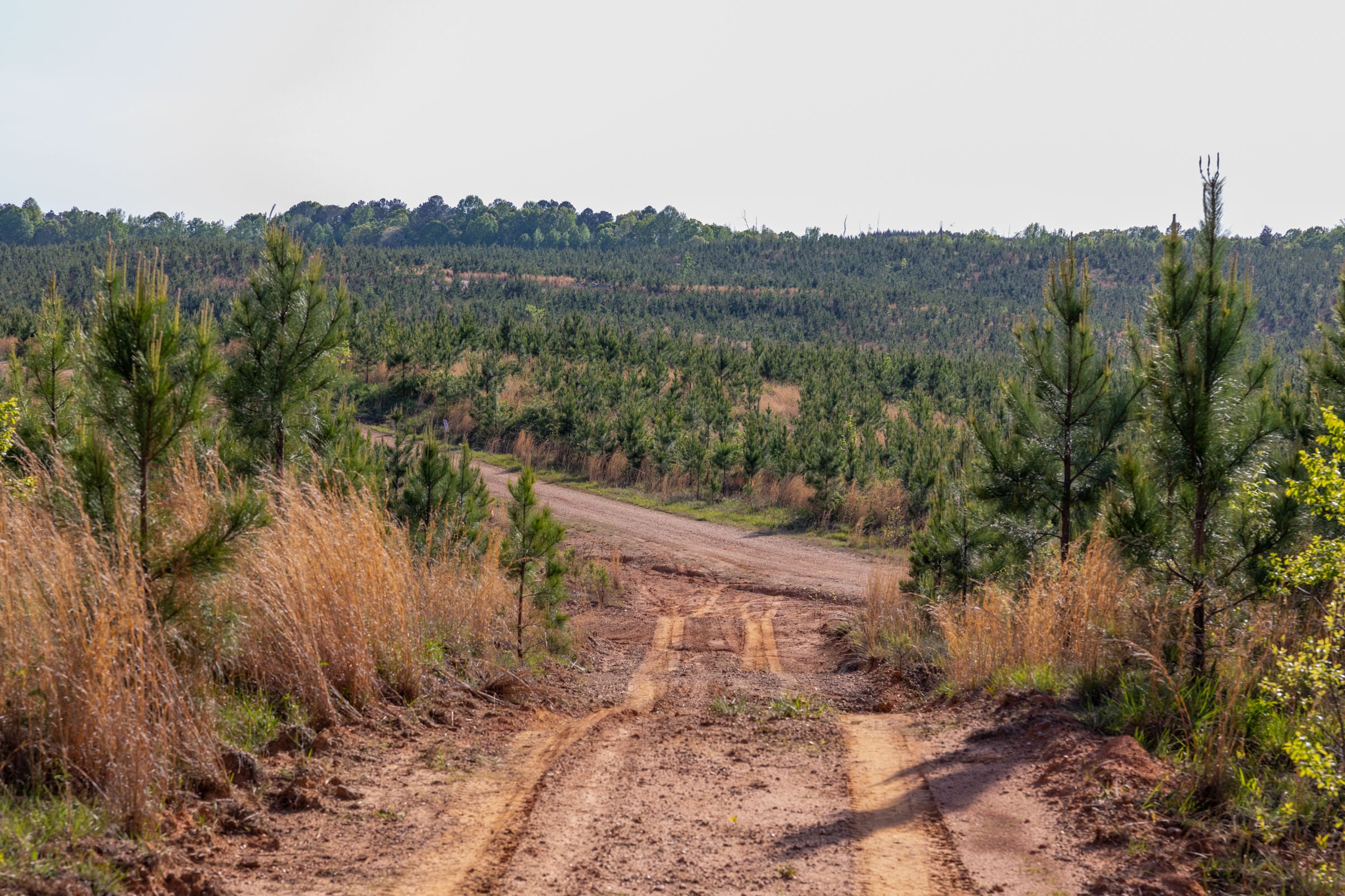 Clear Wood Tract 66 photo 15