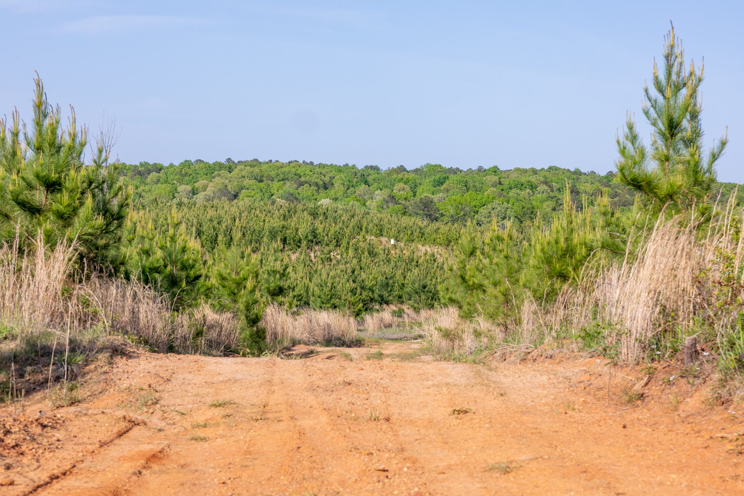 Clear Wood Tract 66 photo 16
