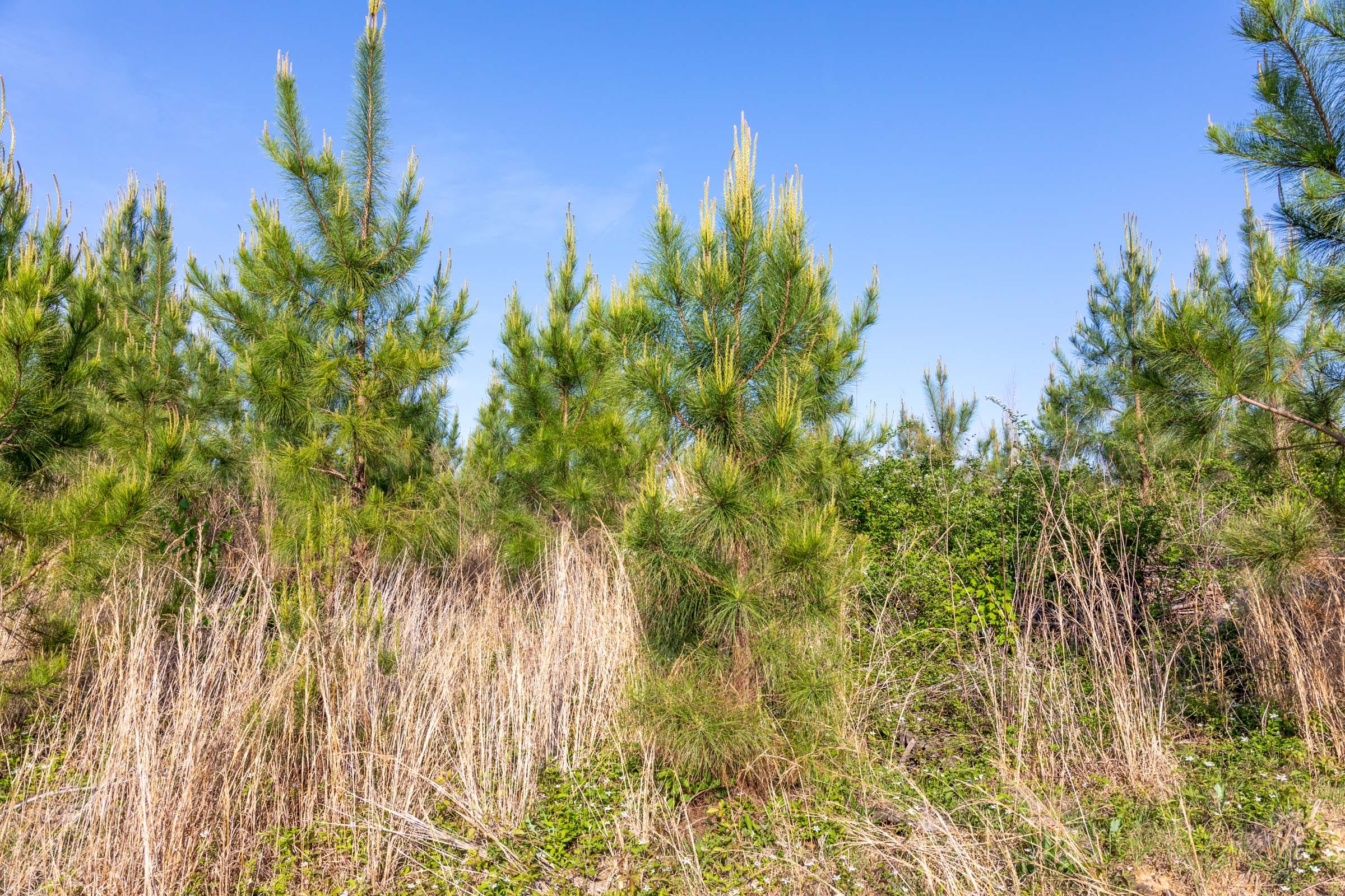 Clear Wood Tract 66 photo 17