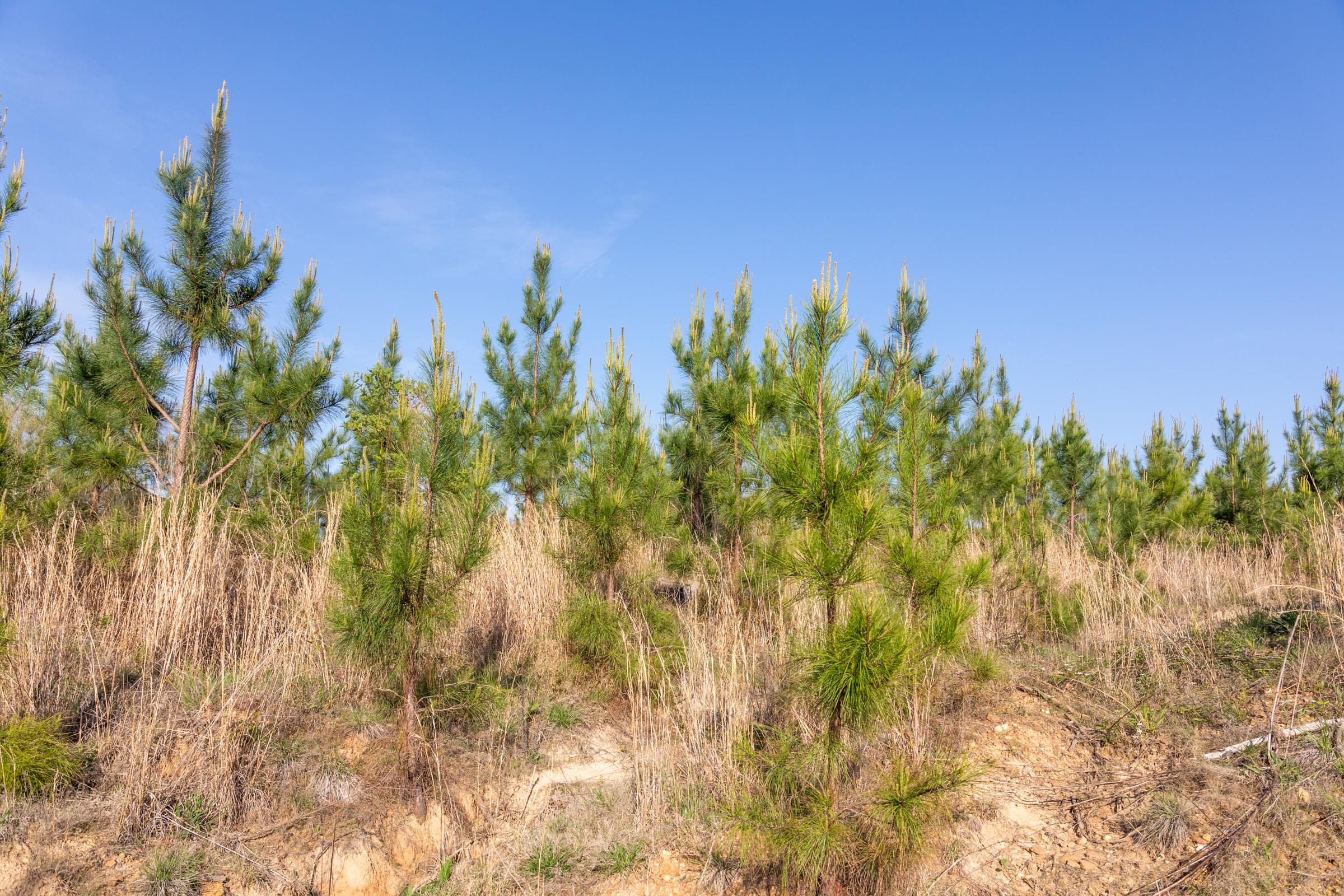 Clear Wood Tract 66 photo 18