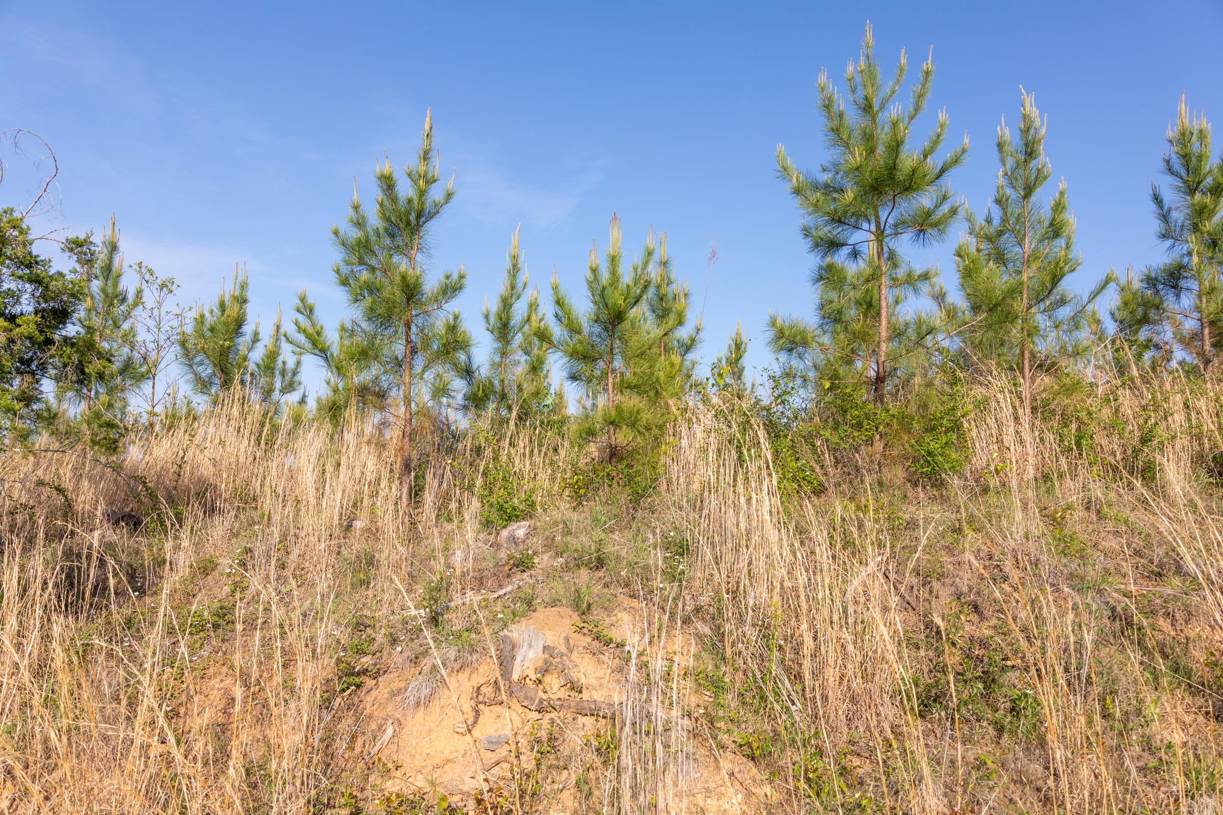 Clear Wood Tract 66 photo 19