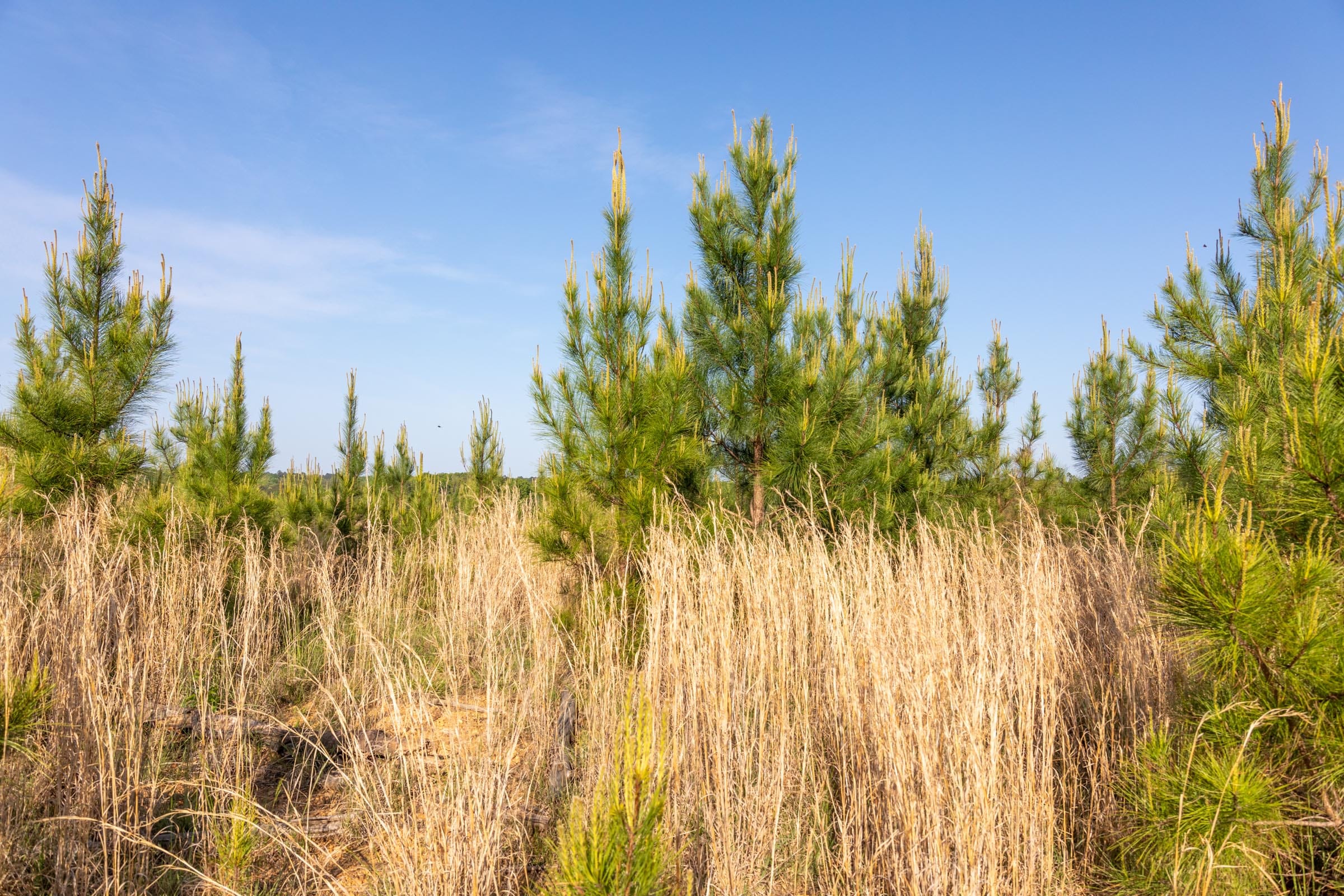Clear Wood Tract 66 photo 21