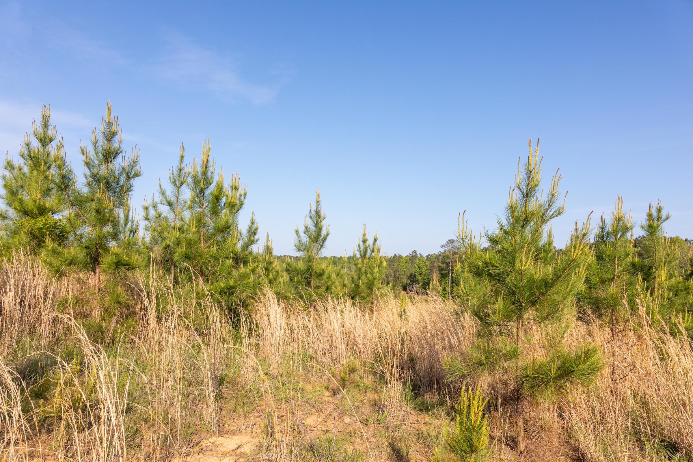 Clear Wood Tract 66 photo 22