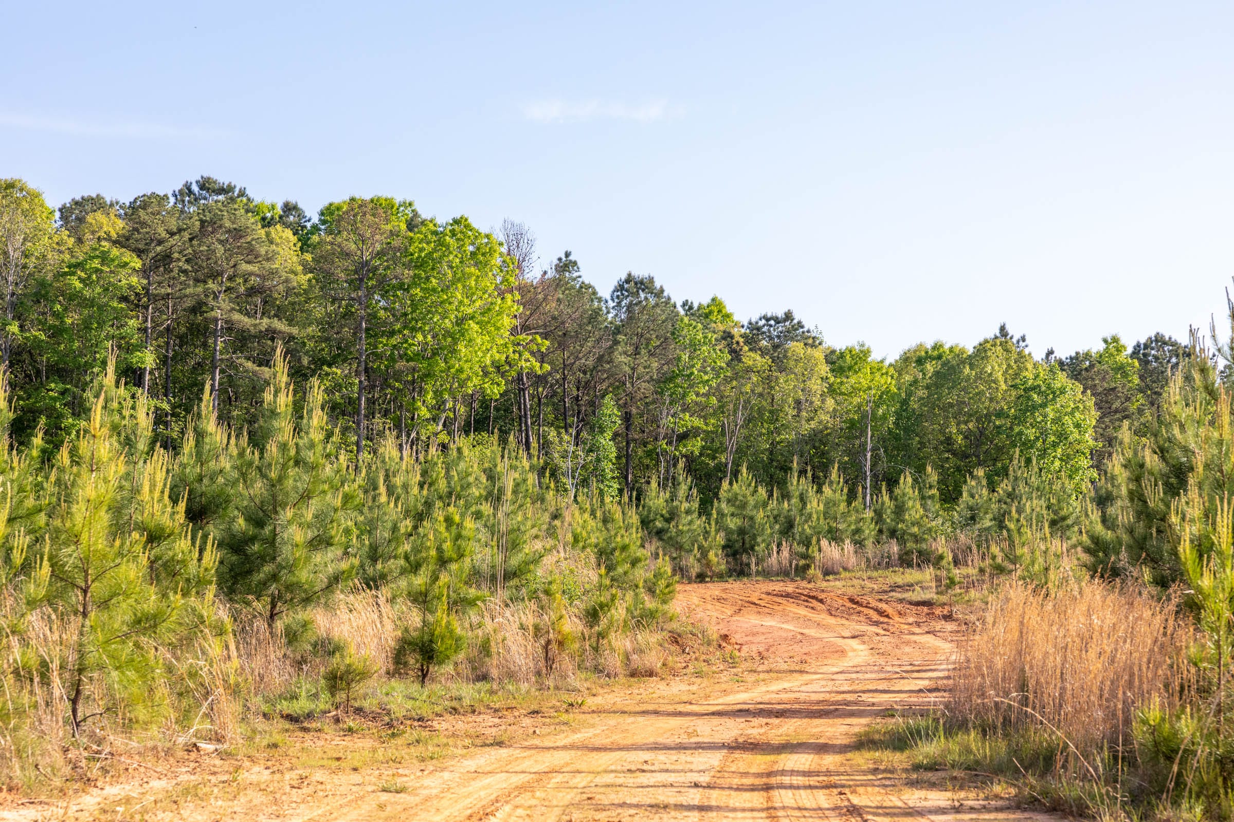 Clear Wood Tract 66 photo 20