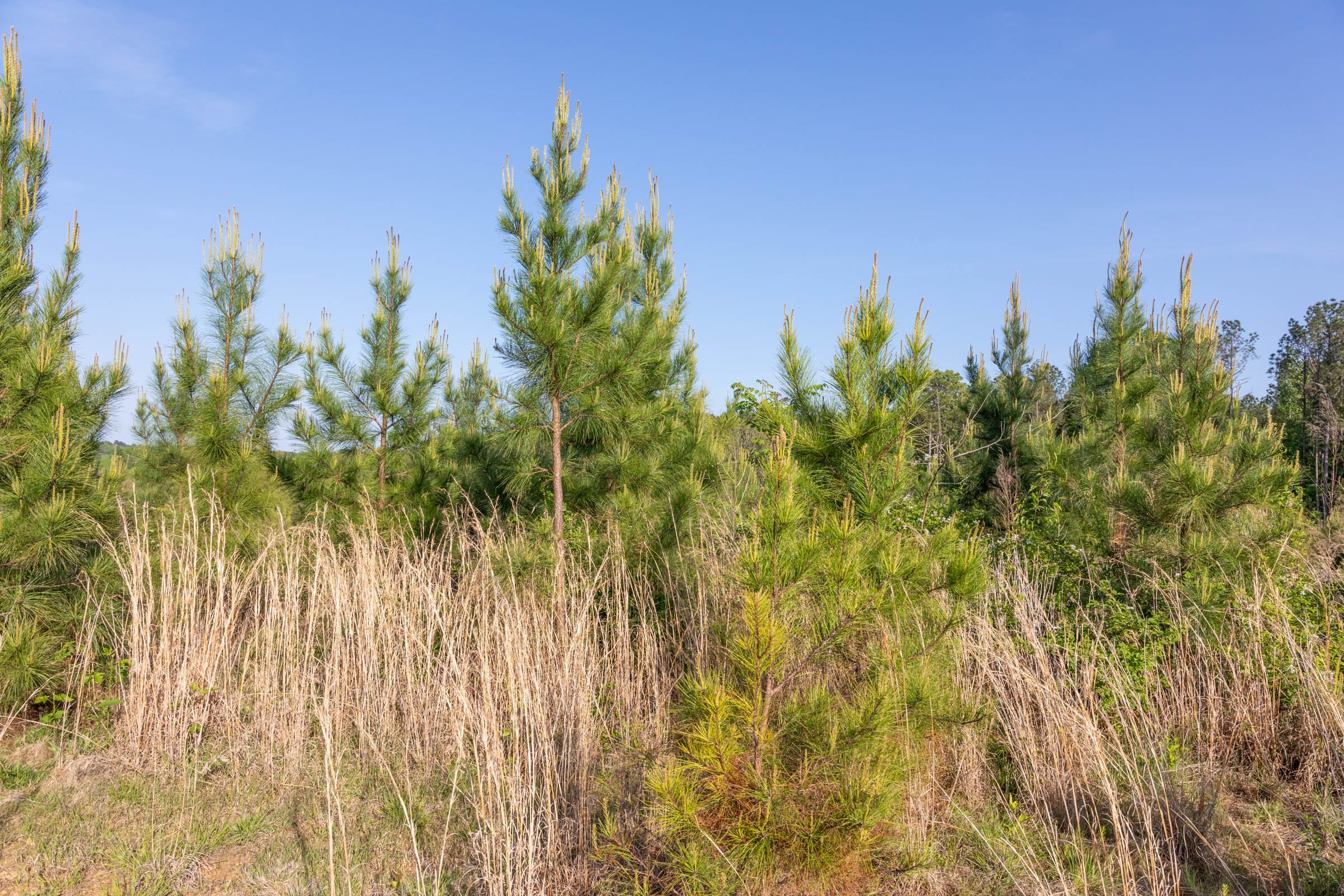 Clear Wood Tract 66 photo 23