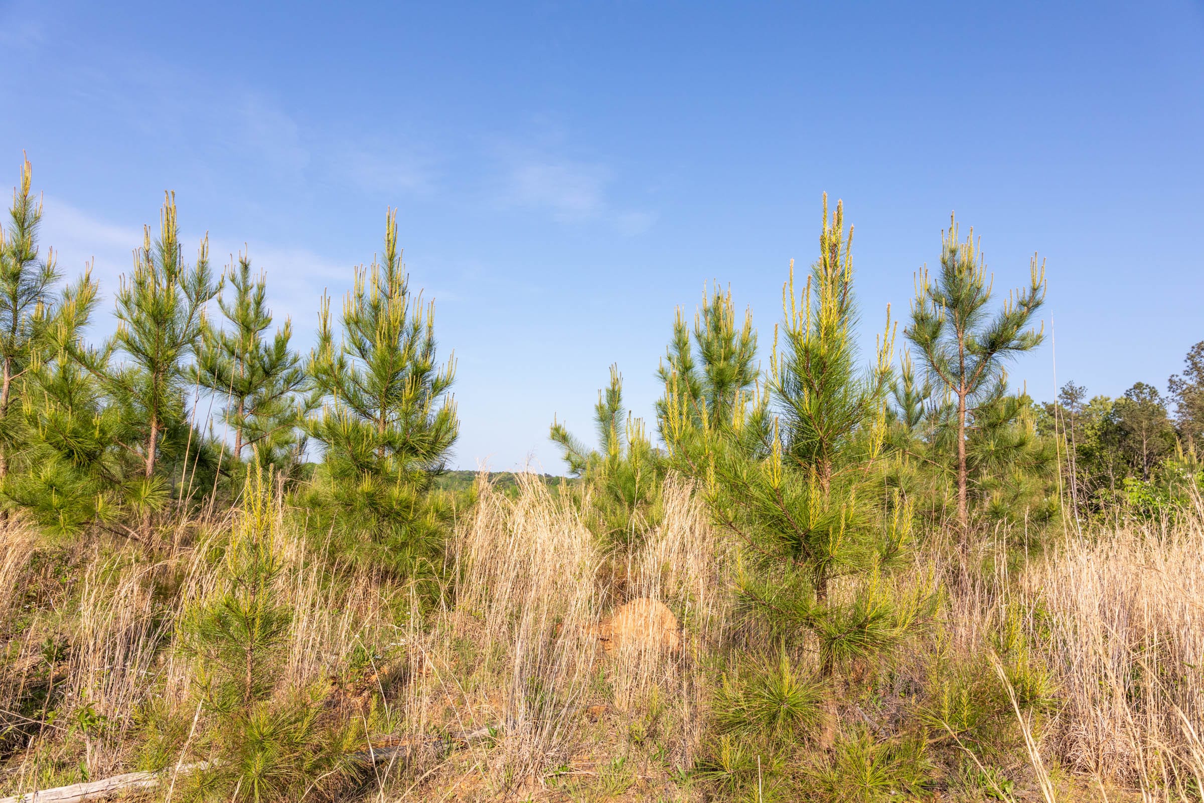 Clear Wood Tract 66 photo 24