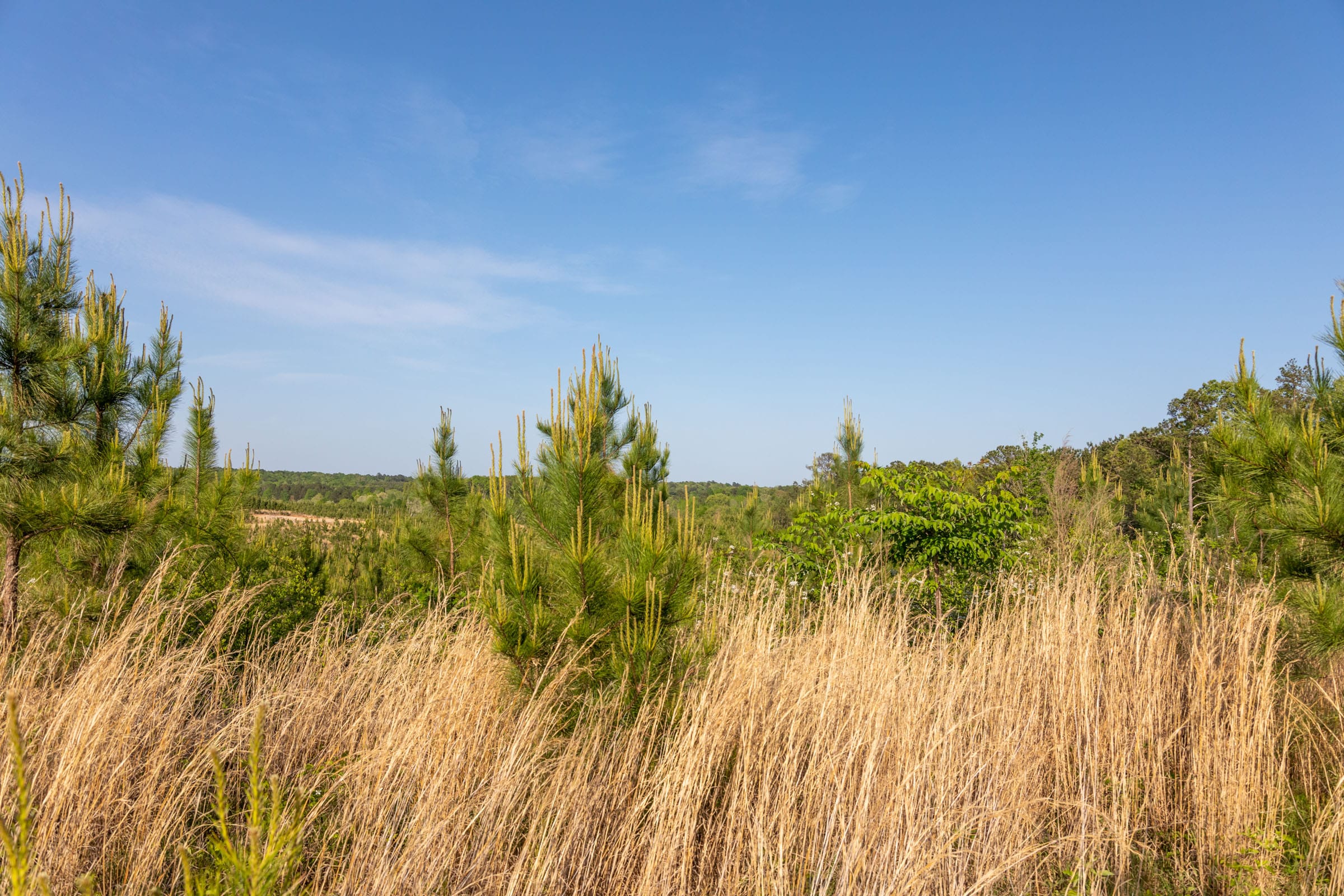 Clear Wood Tract 66 photo 25
