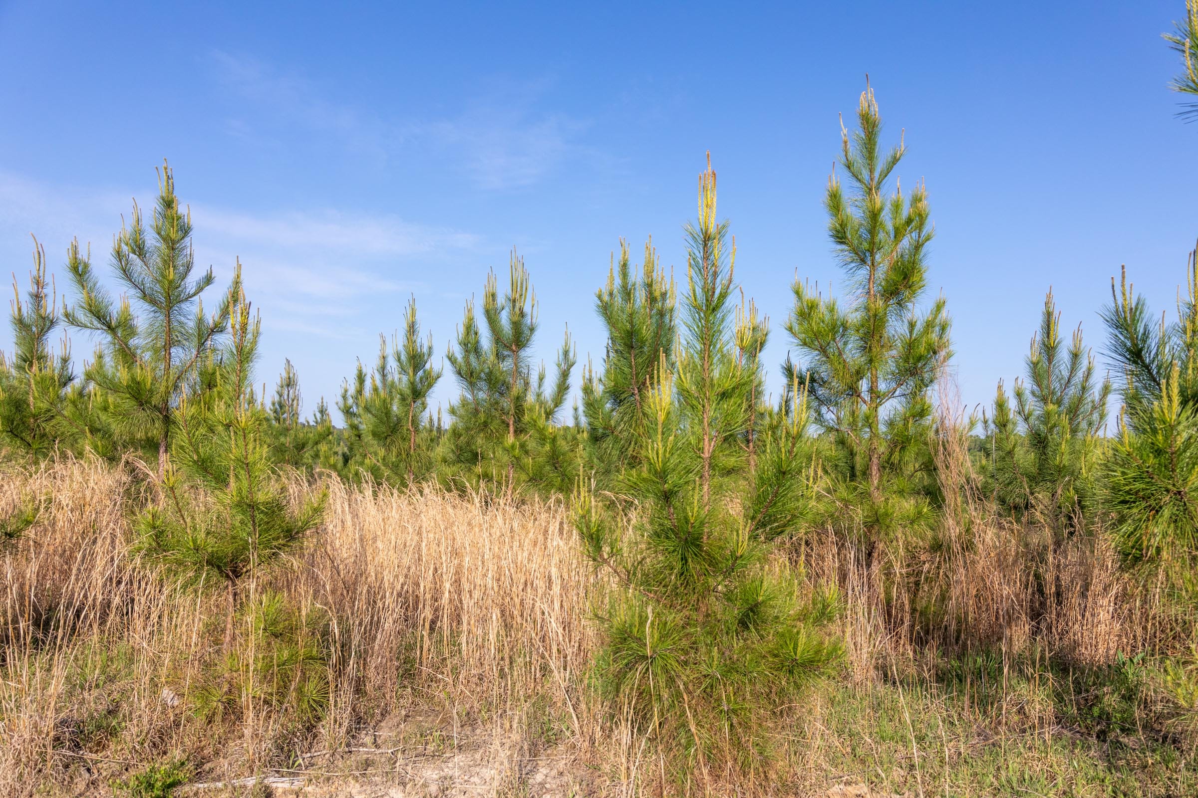 Clear Wood Tract 66 photo 28