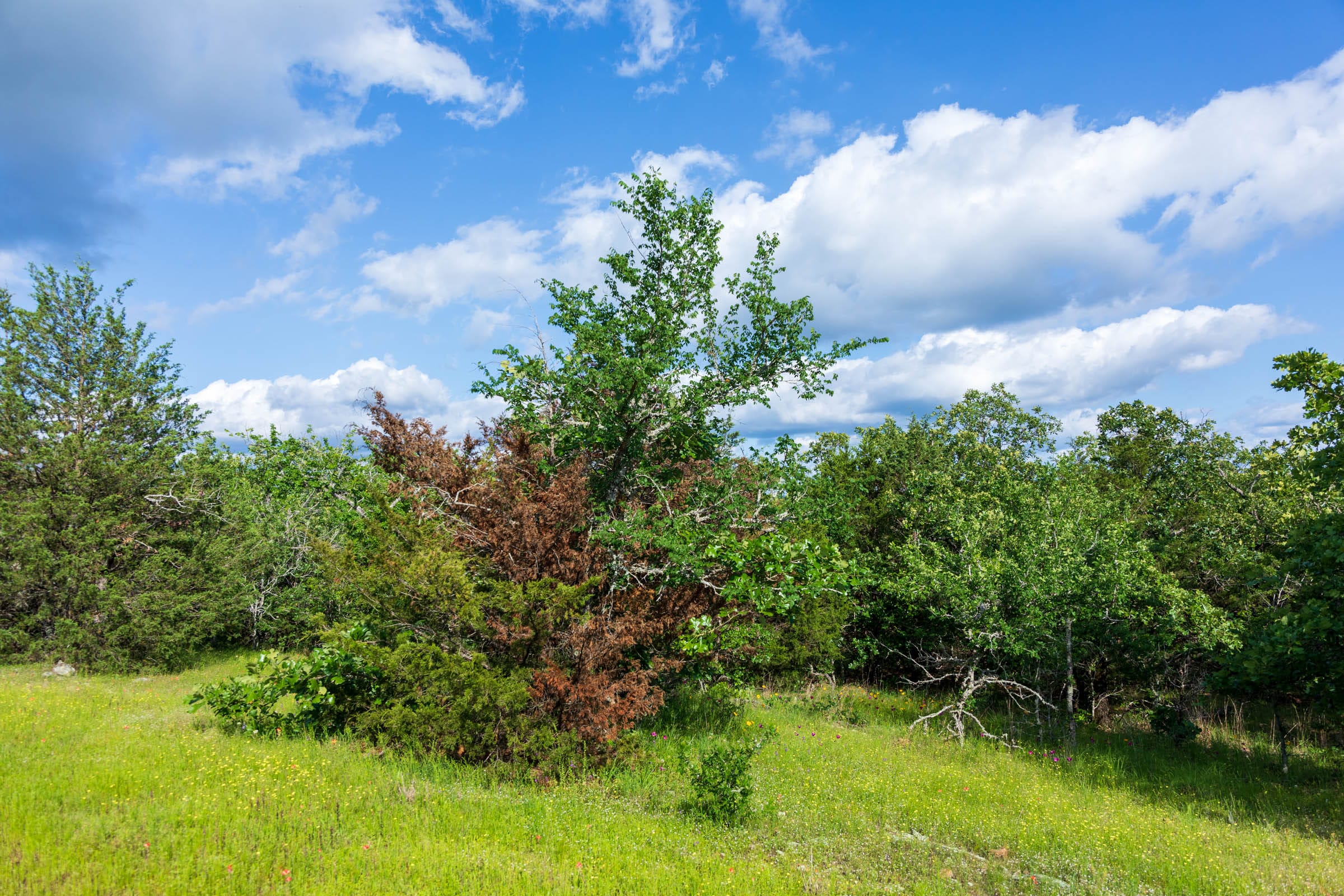 Falcon Crest Tract 23 photo 6