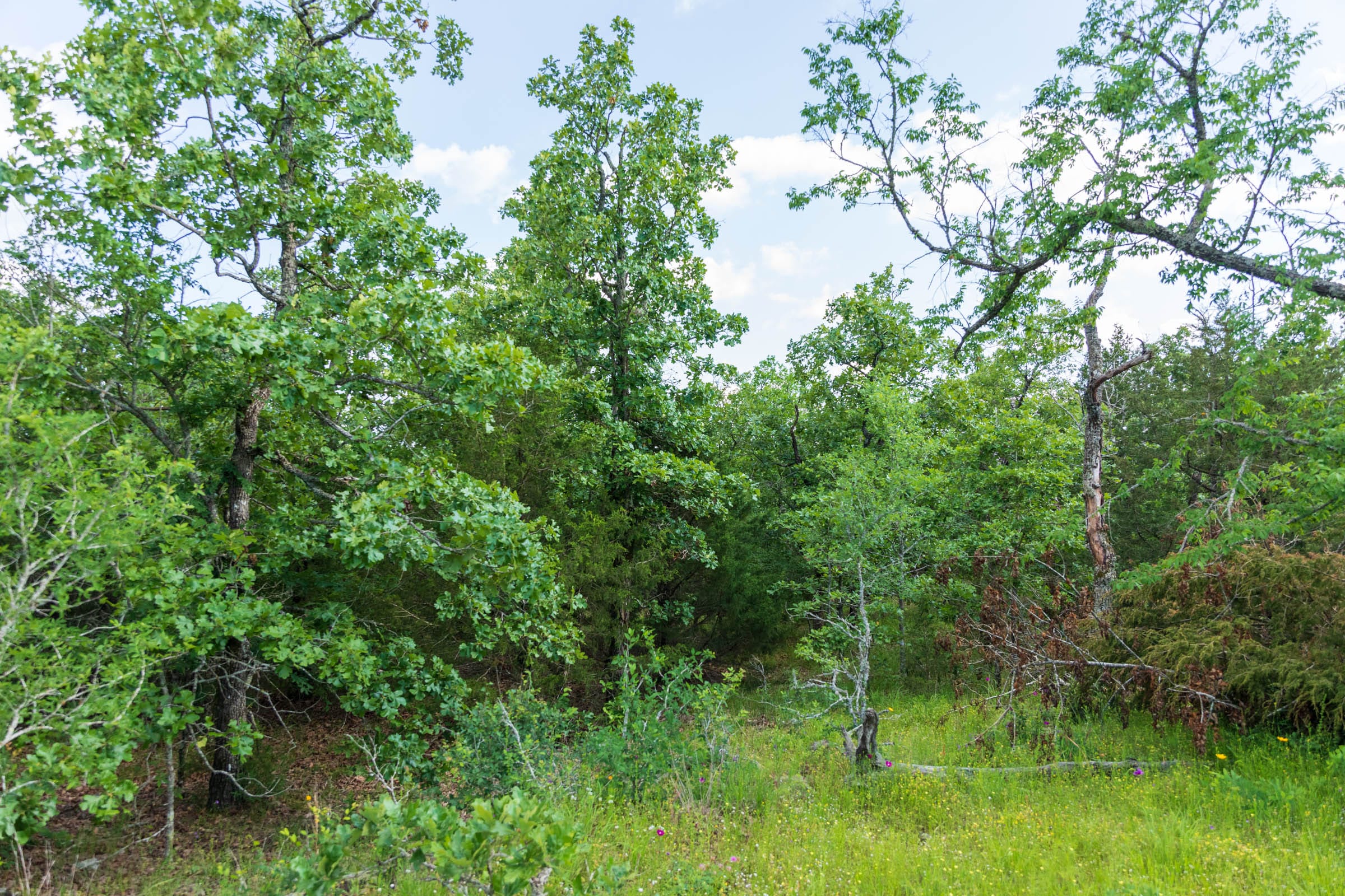 Falcon Crest Tract 23 photo 9