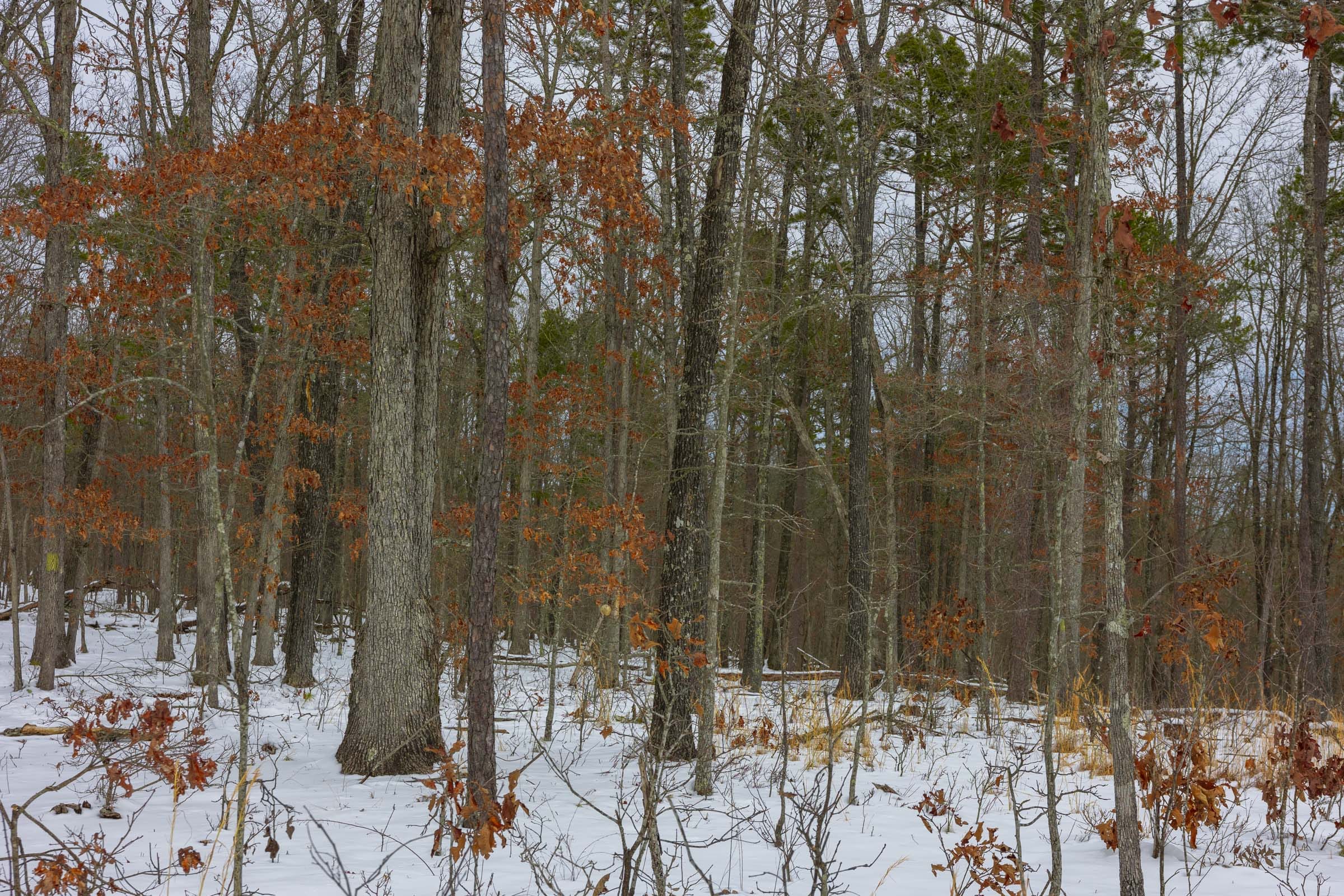 Sleepy Hollow Phase I Tract 8 photo 10