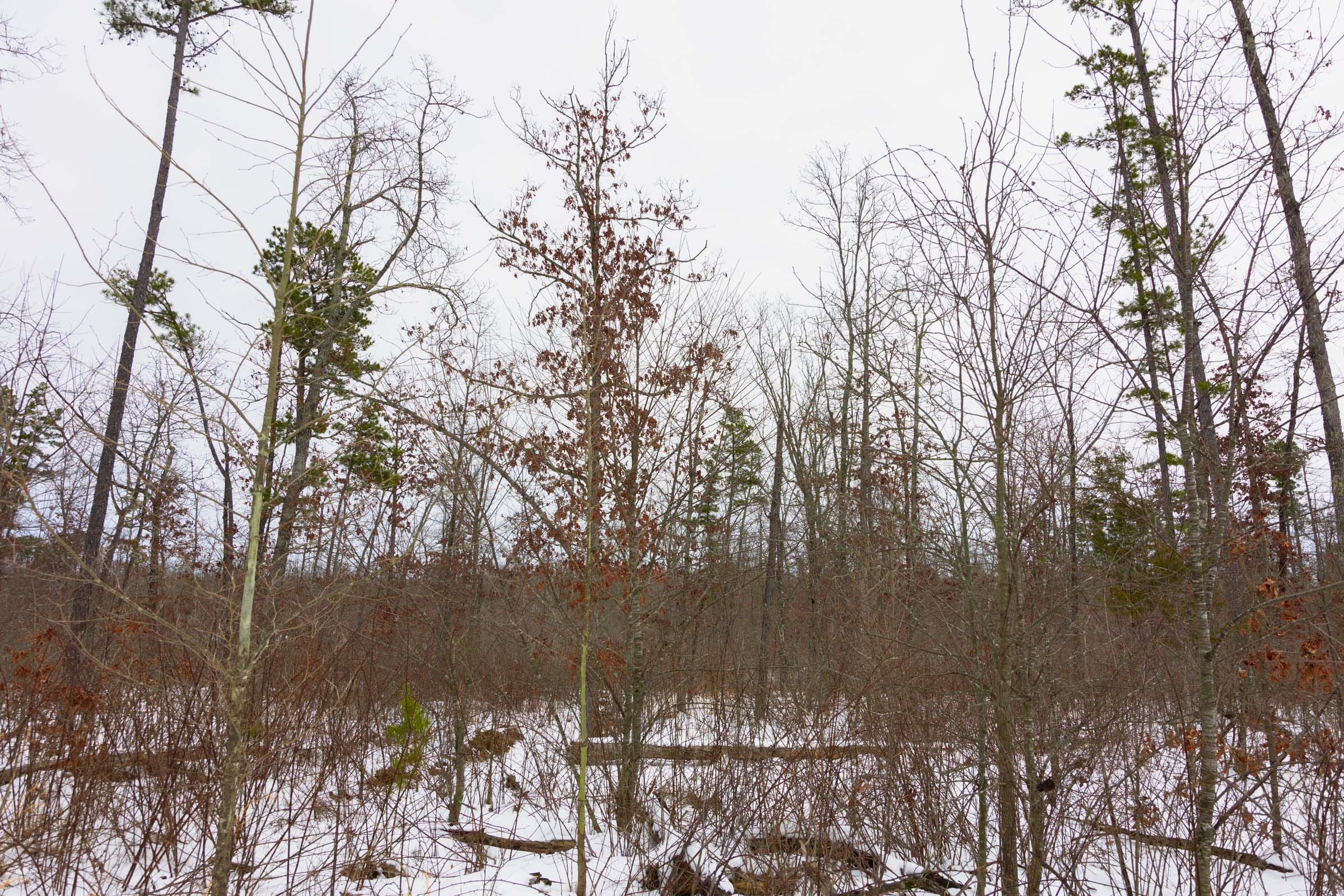 Sleepy Hollow Phase I Tract 8 photo 3