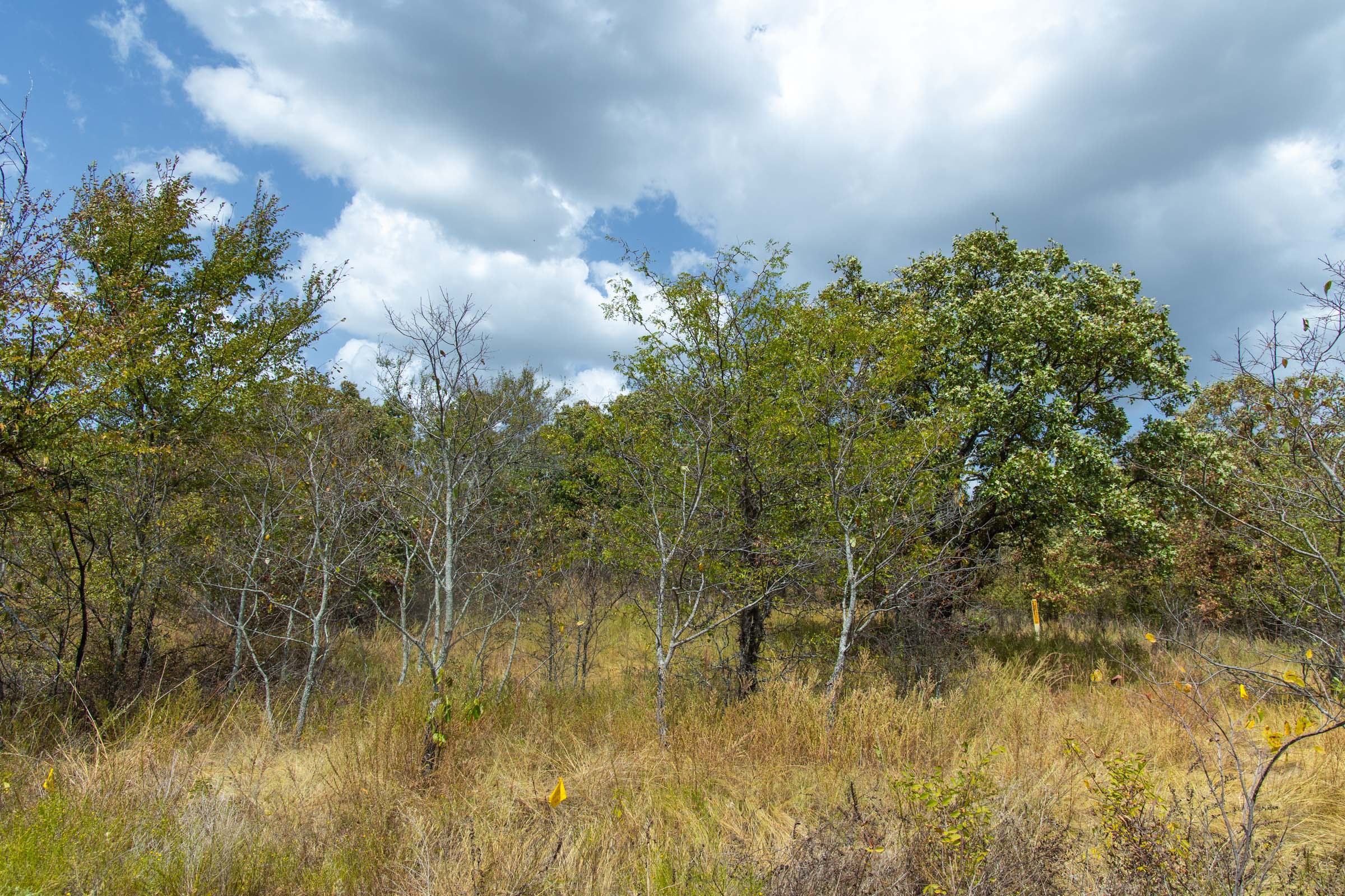 Gracyn Meadows Tract 19 photo 12