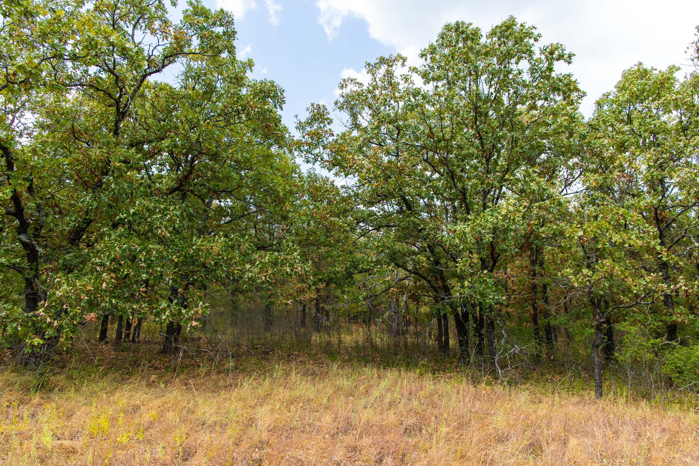Gracyn Meadows Tract 19 photo 13