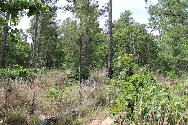 Indian Ridge – Phase II Tract 74 photo 3