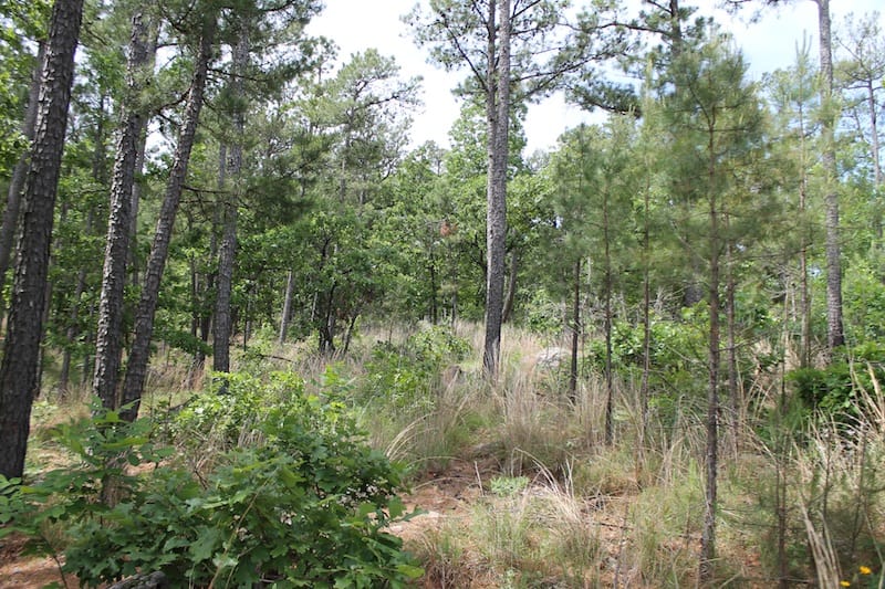Indian Ridge – Phase II Tract 74 photo 5