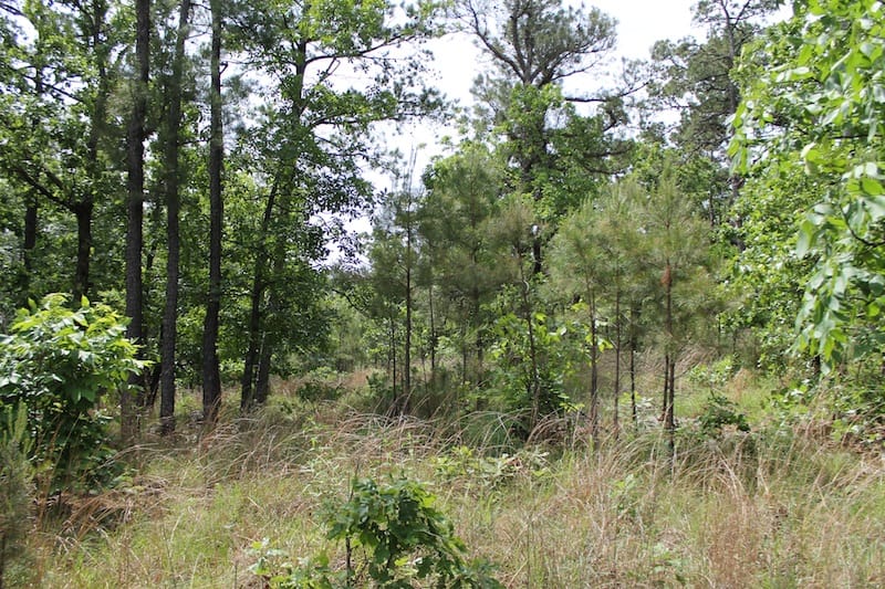 Indian Ridge – Phase II Tract 74 photo 10