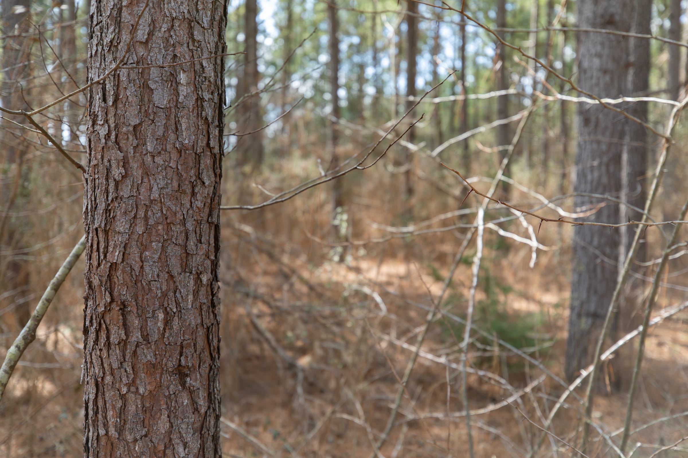 Wishing Star Ranch Tract 63 photo 3