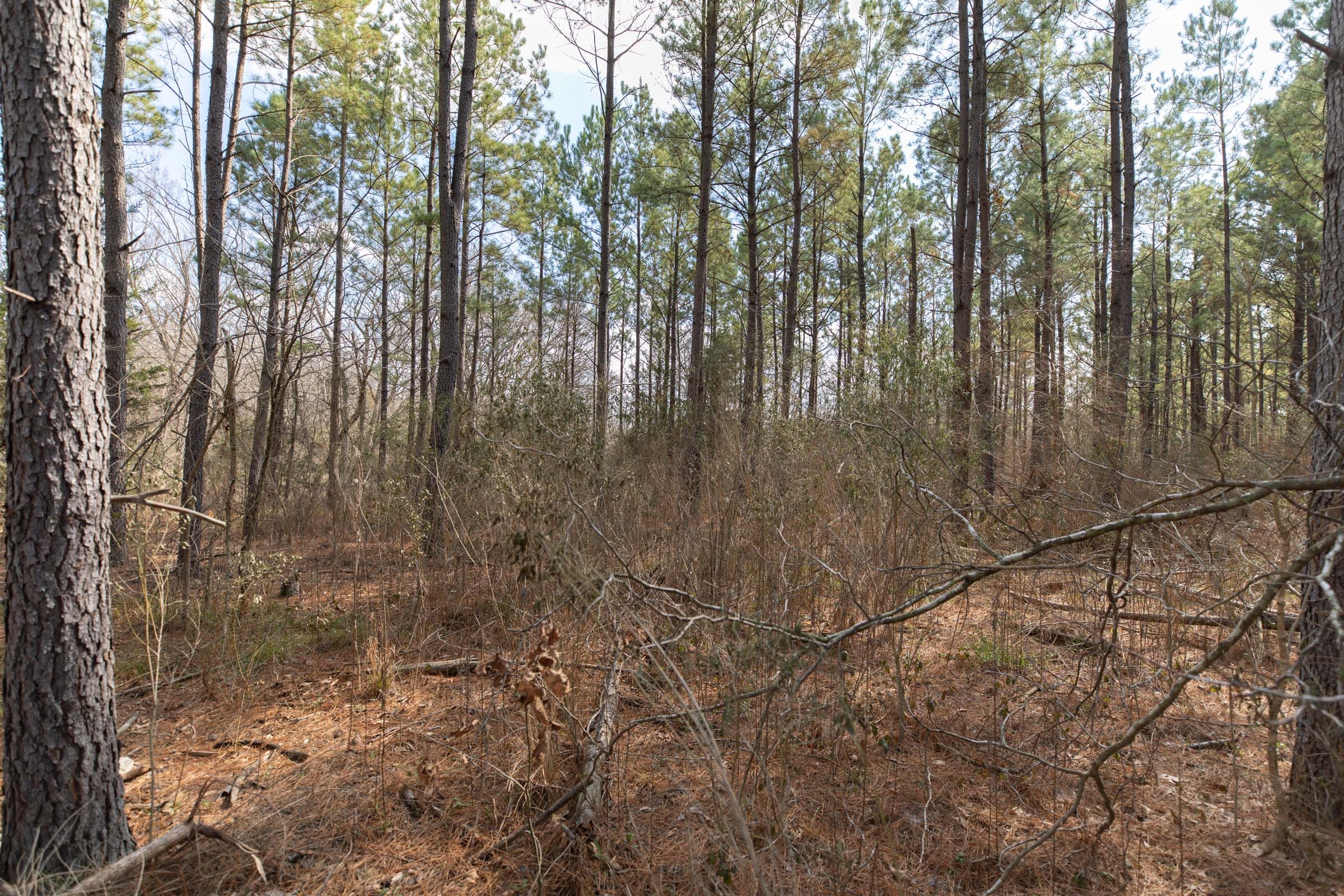 Wishing Star Ranch Tract 63 photo 5