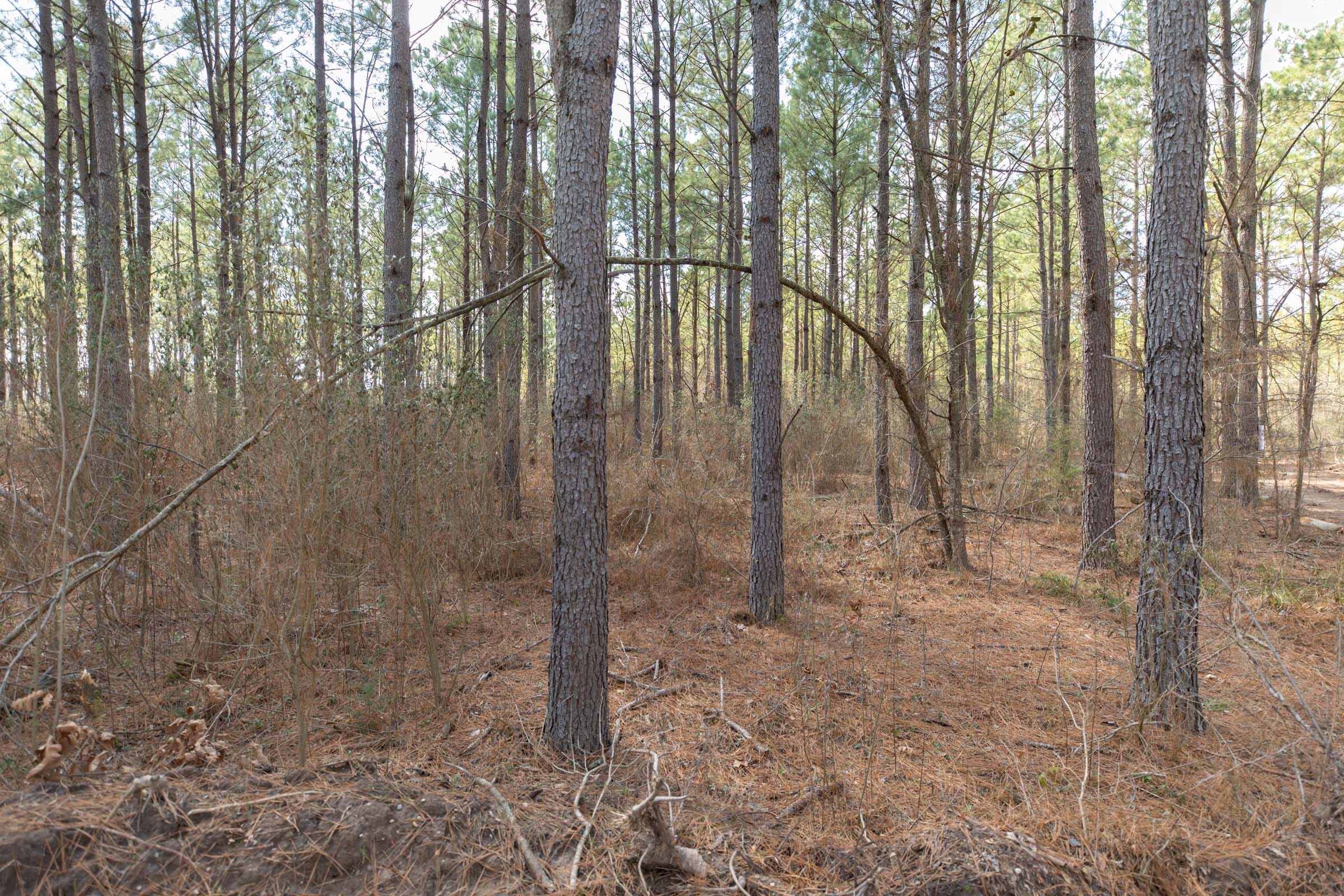Wishing Star Ranch Tract 63 photo 8