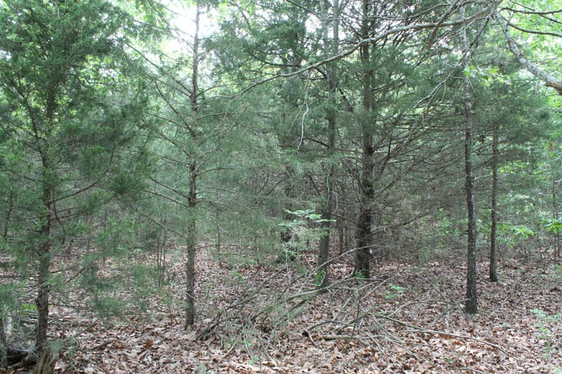 Cedar Ridge Ranch Tract 33 photo 3