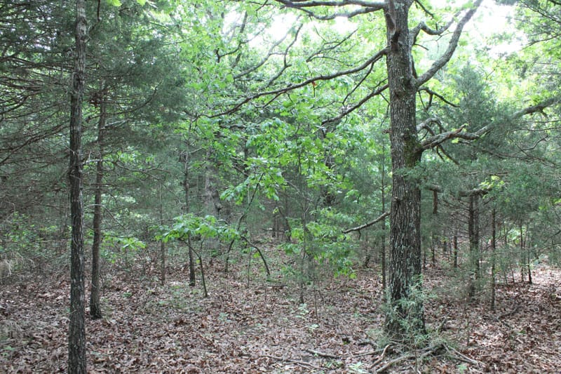 Cedar Ridge Ranch Tract 33 photo 4