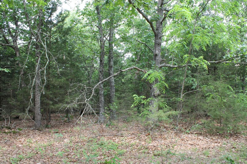 Cedar Ridge Ranch Tract 33 photo 5