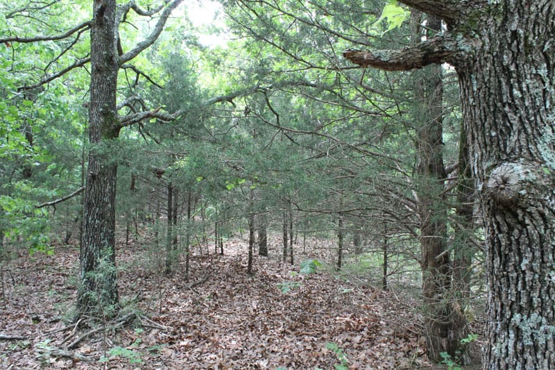 Cedar Ridge Ranch Tract 33 photo 6