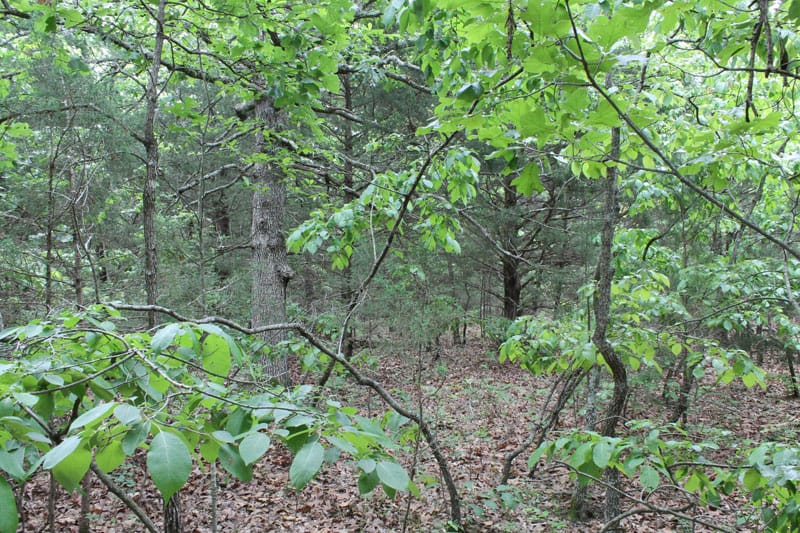 Cedar Ridge Ranch Tract 33 photo 7