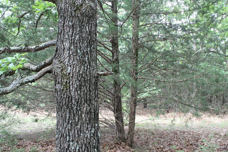 Cedar Ridge Ranch Tract 33 photo 8