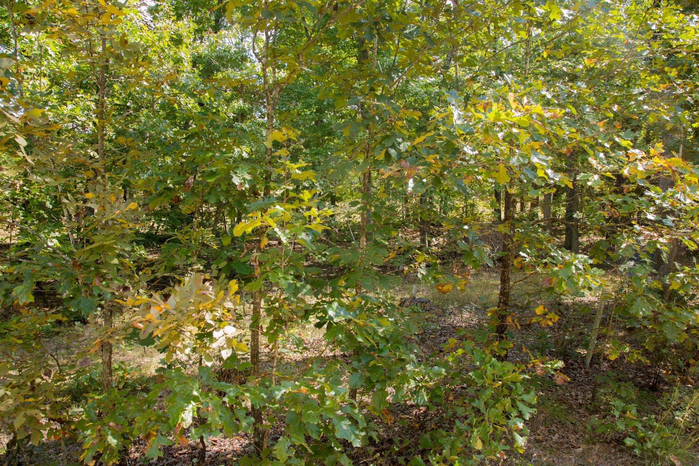 Wagon Wheel Ranch Tract 7 photo 5