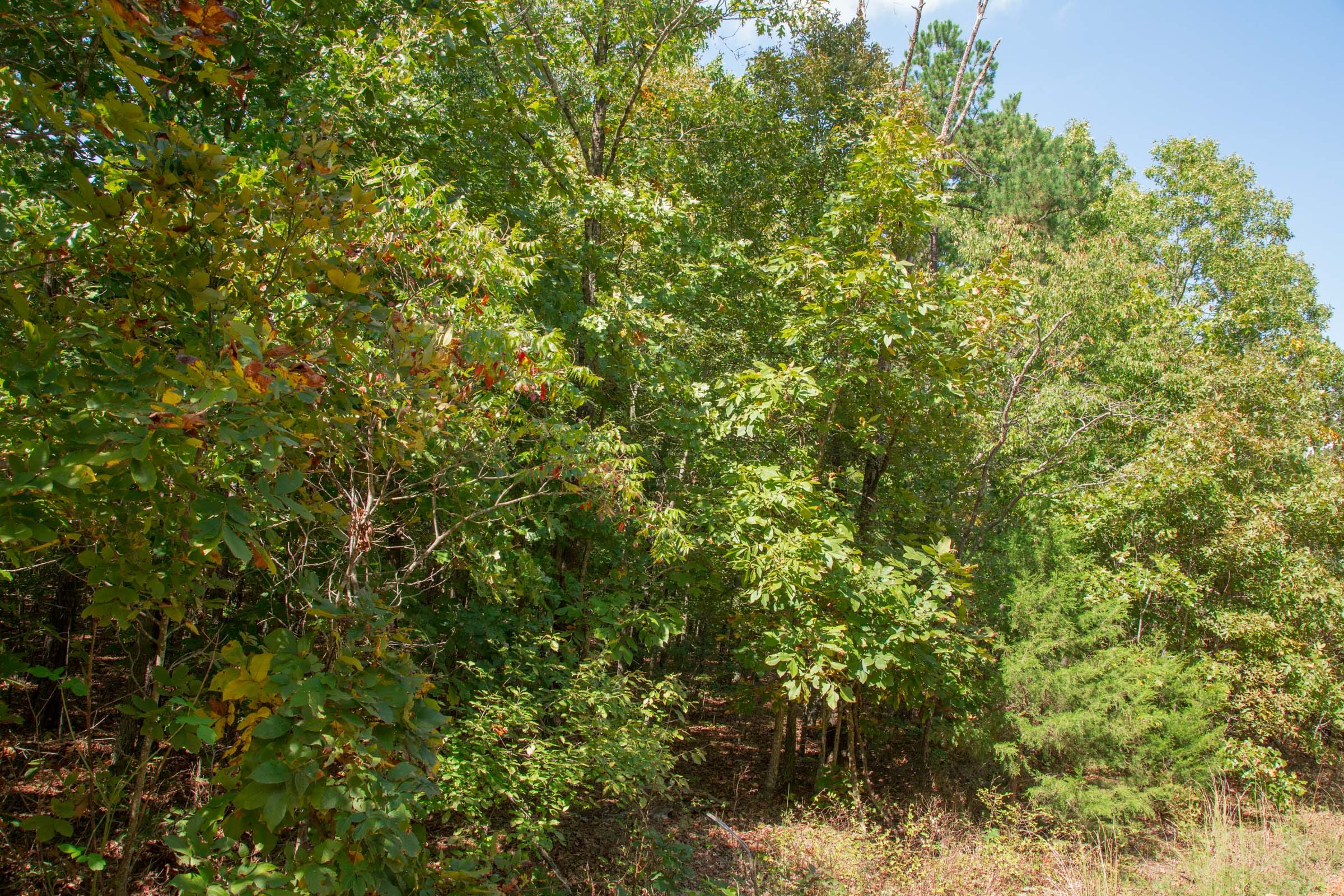 Wagon Wheel Ranch Tract 7 photo 8
