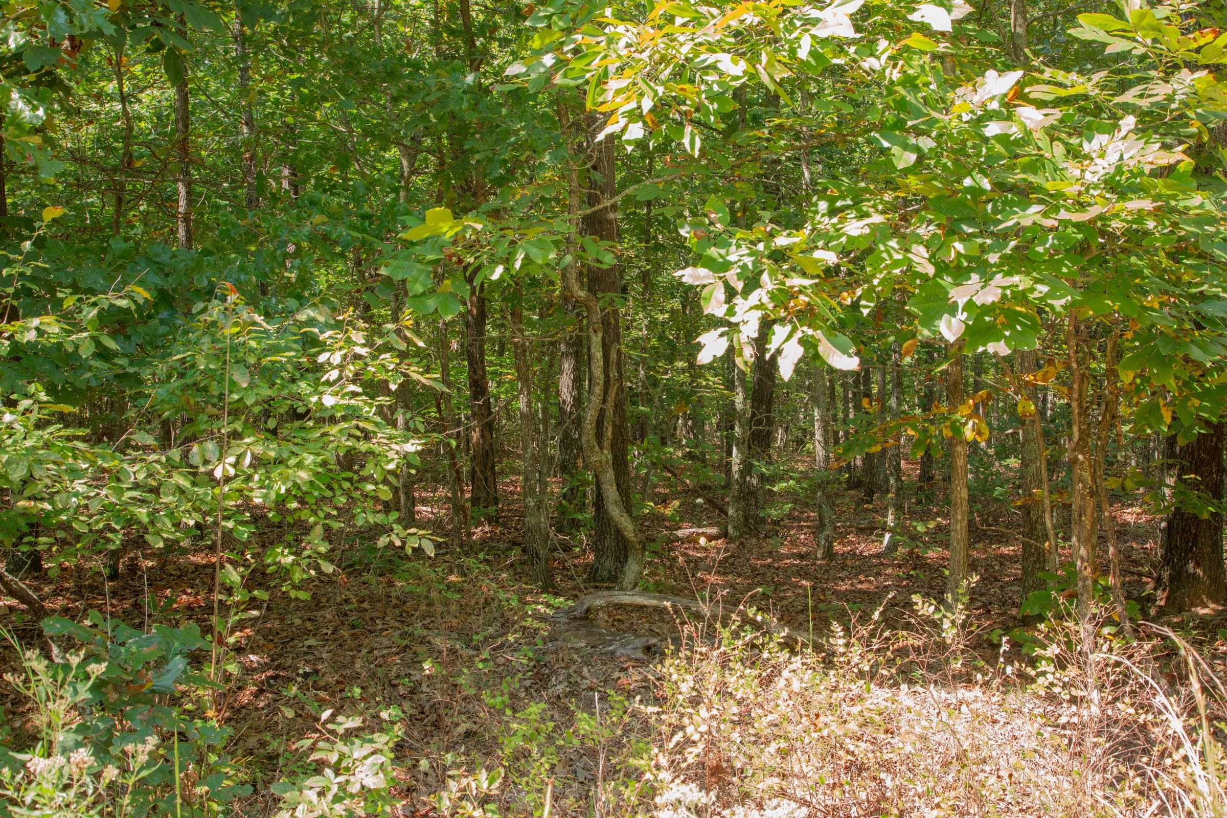 Wagon Wheel Ranch Tract 7 photo 9