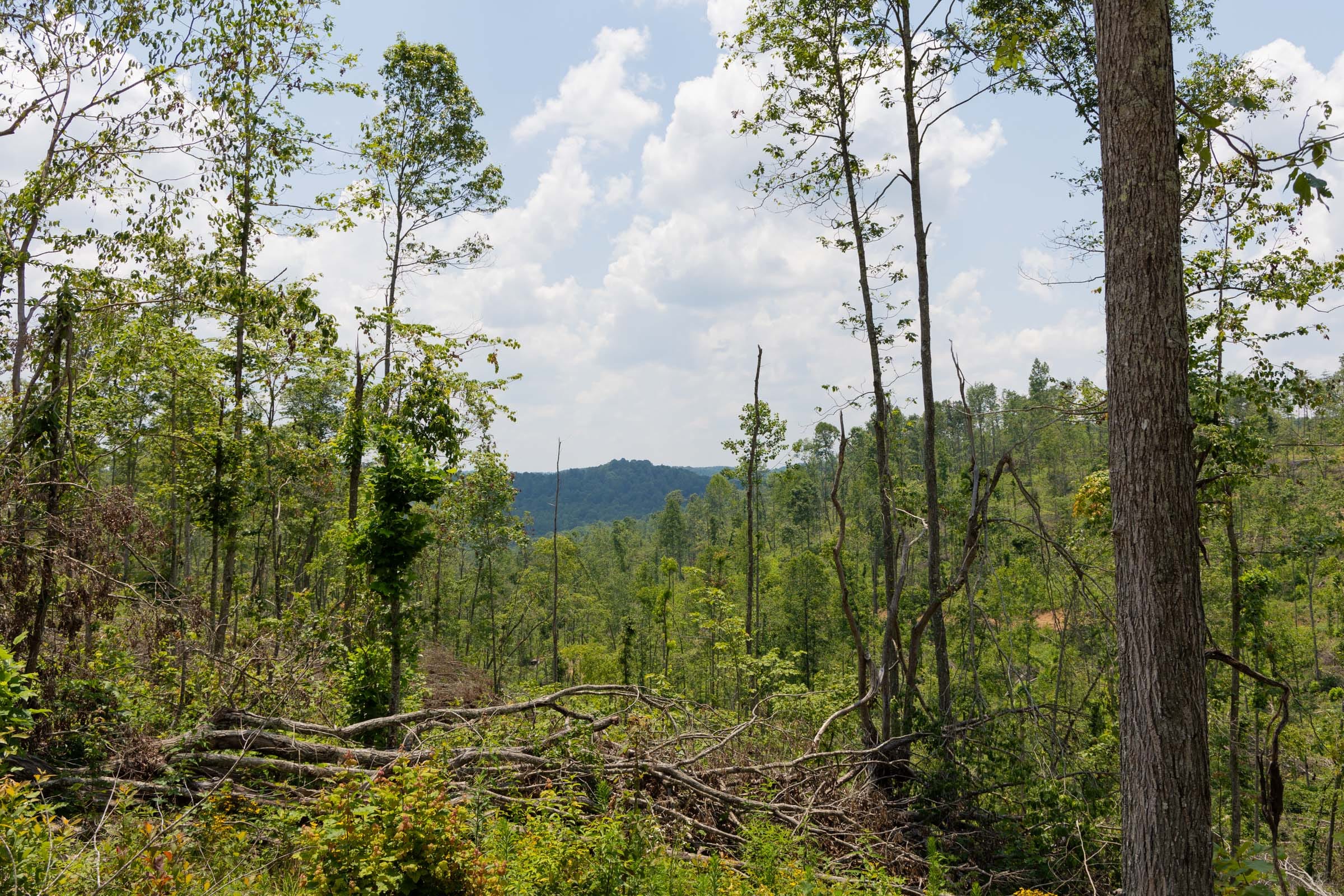 Creek Hollow Phase II Tract 71 photo 1