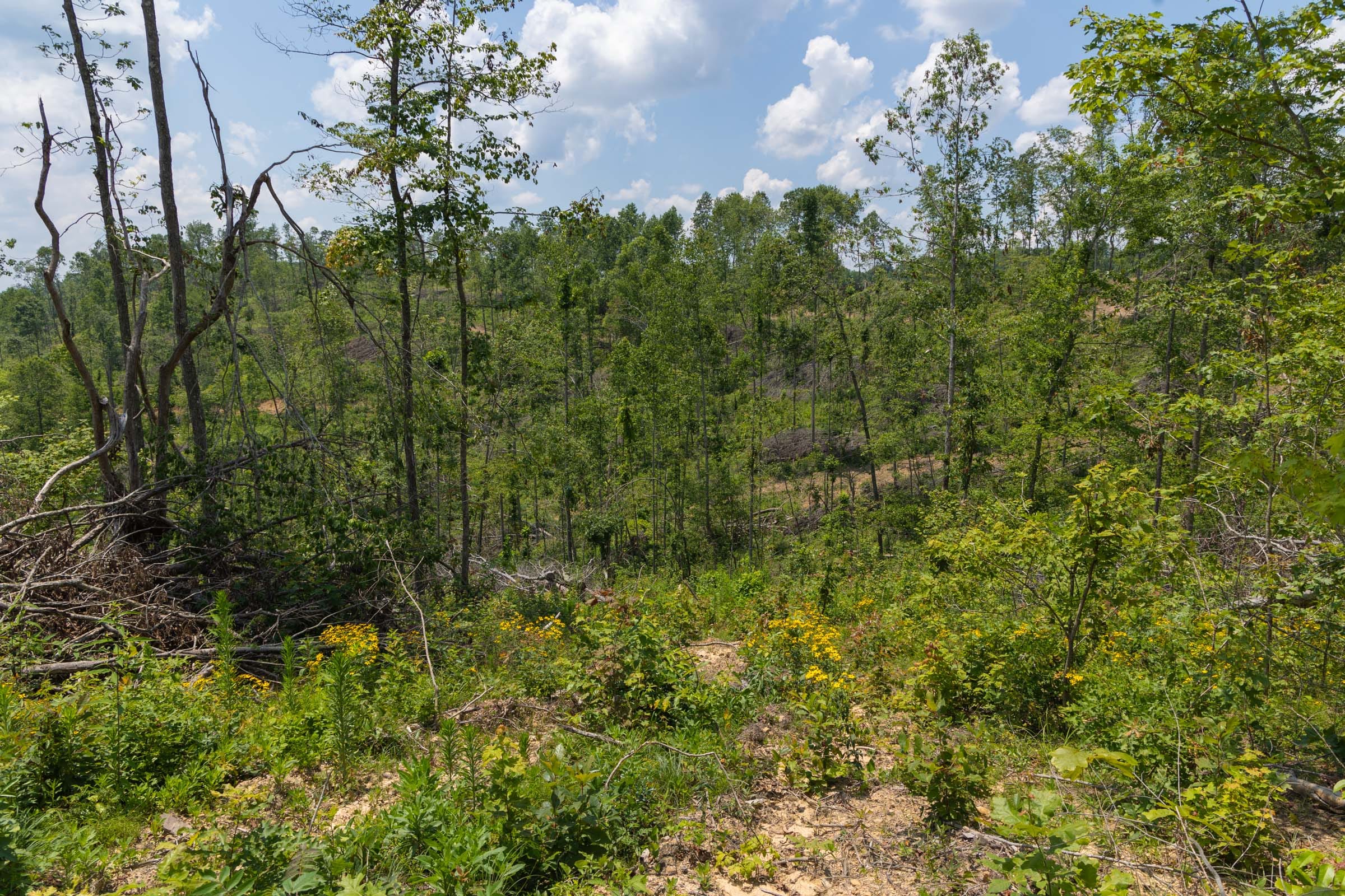 Creek Hollow Phase II Tract 71 photo 13
