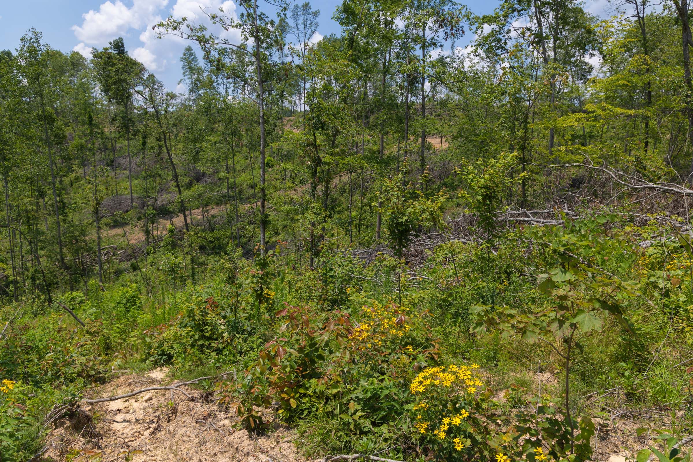 Creek Hollow Phase II Tract 71 photo 10