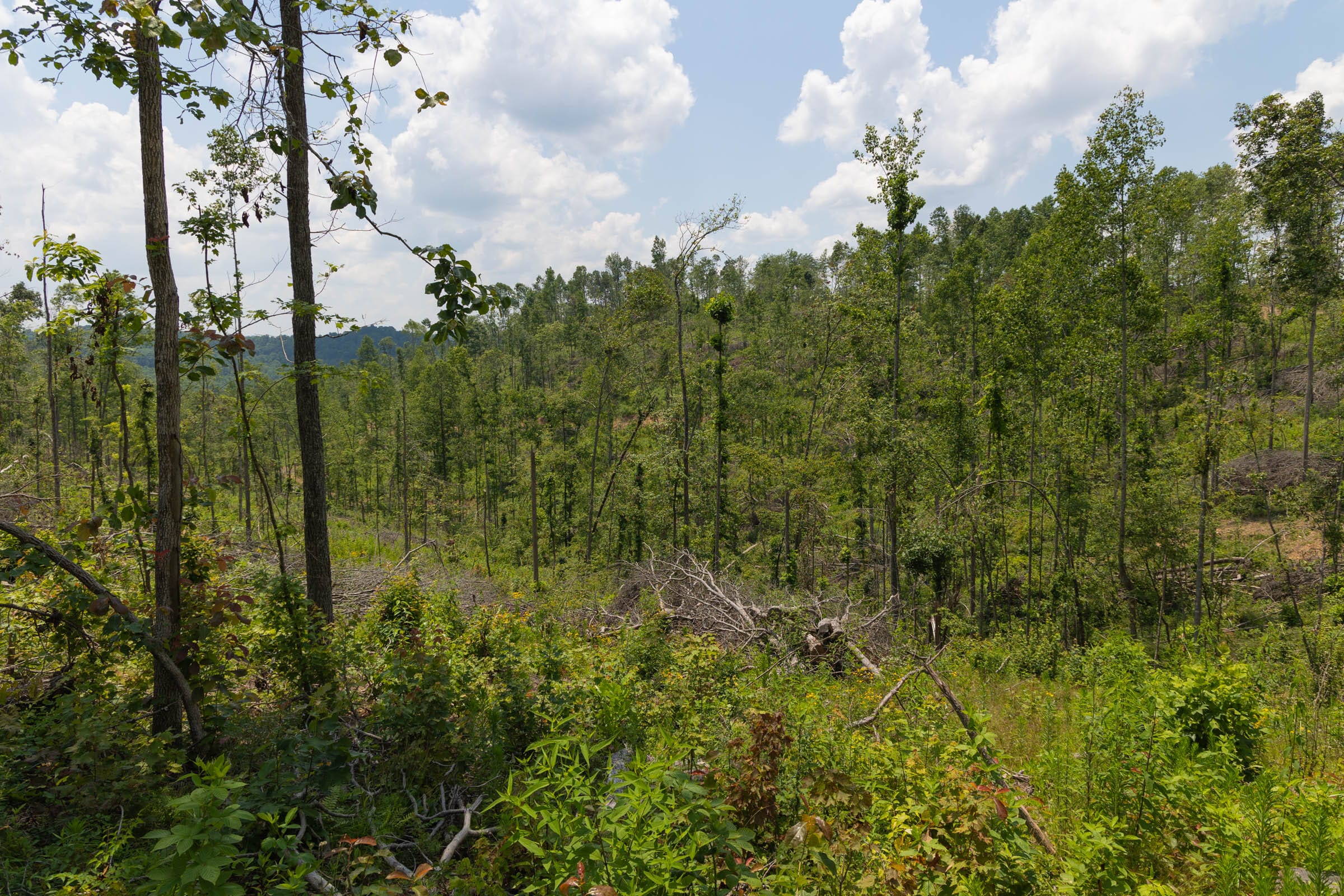 Creek Hollow Phase II Tract 71 photo 8