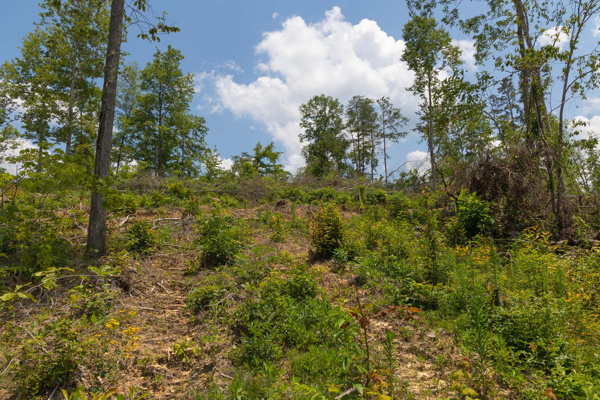 Creek Hollow Phase II Tract 71 photo 6