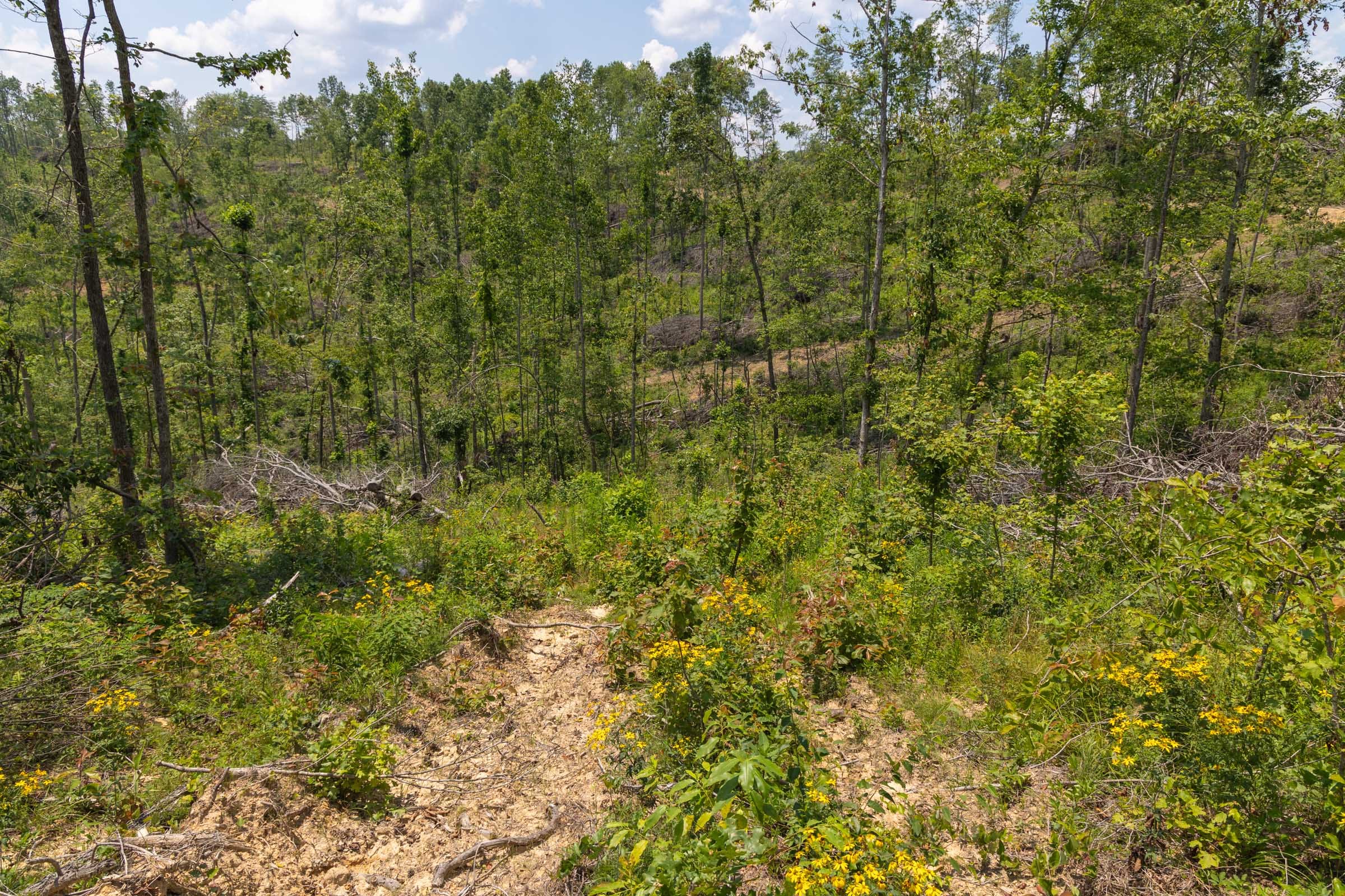 Creek Hollow Phase II Tract 71 photo 5